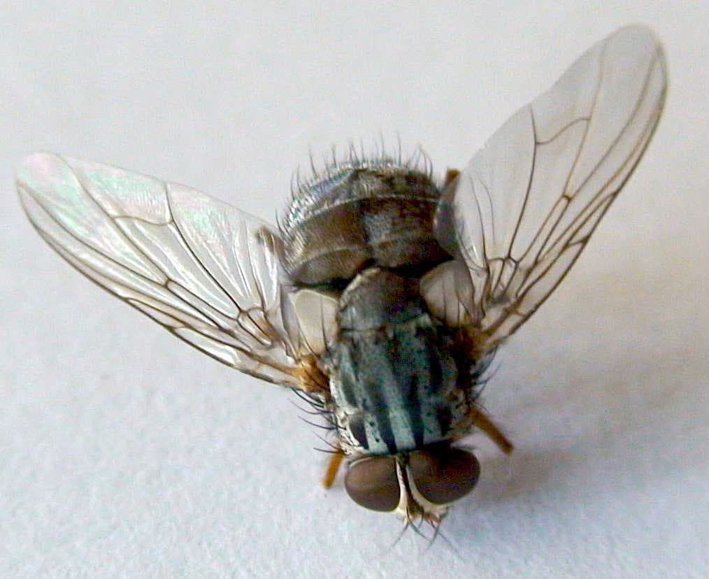 La mosca vampiro aviaria