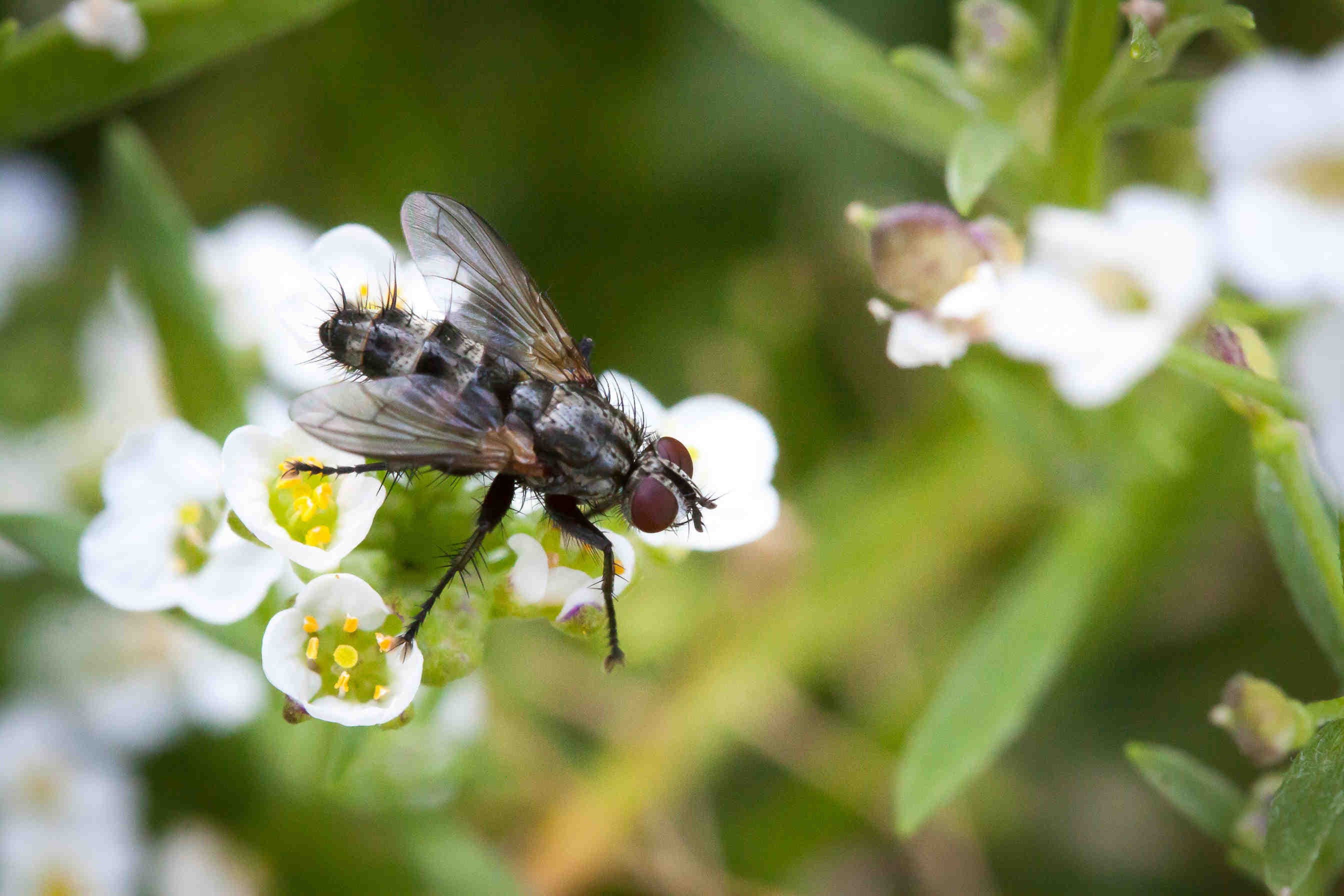 10 things to know about flies