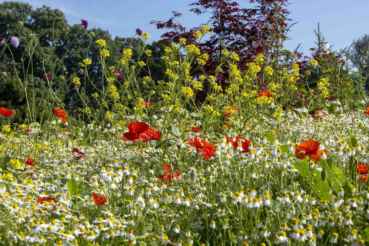 Wildflower Meadow