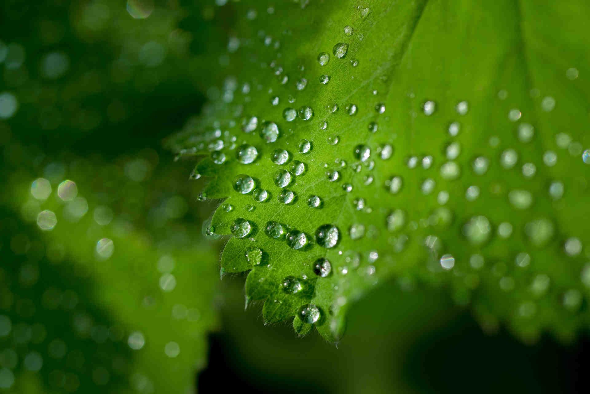 They contribute to carbon dioxide sequestration