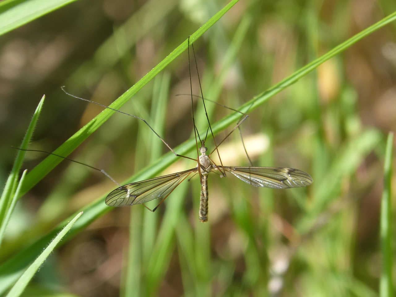 tipula_6