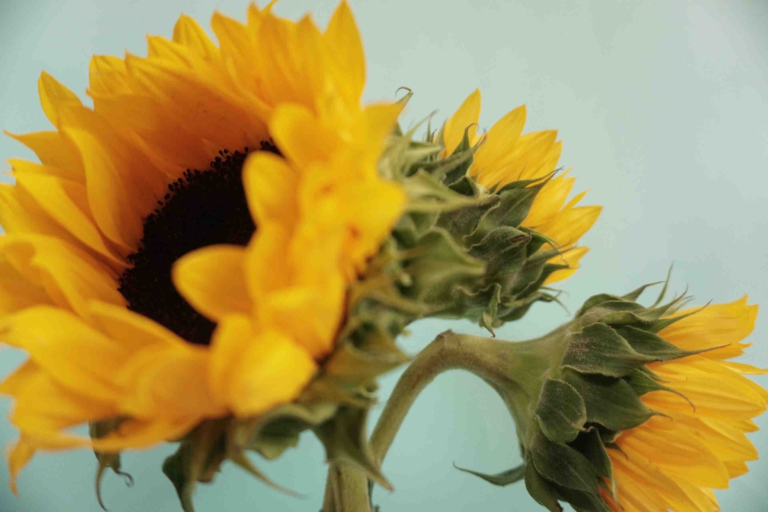 Sunflower Honey: Characteristics and Properties