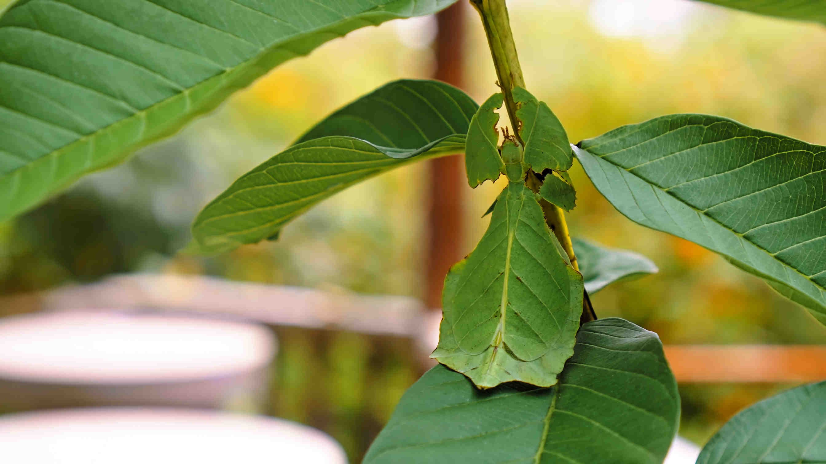 Phyllium