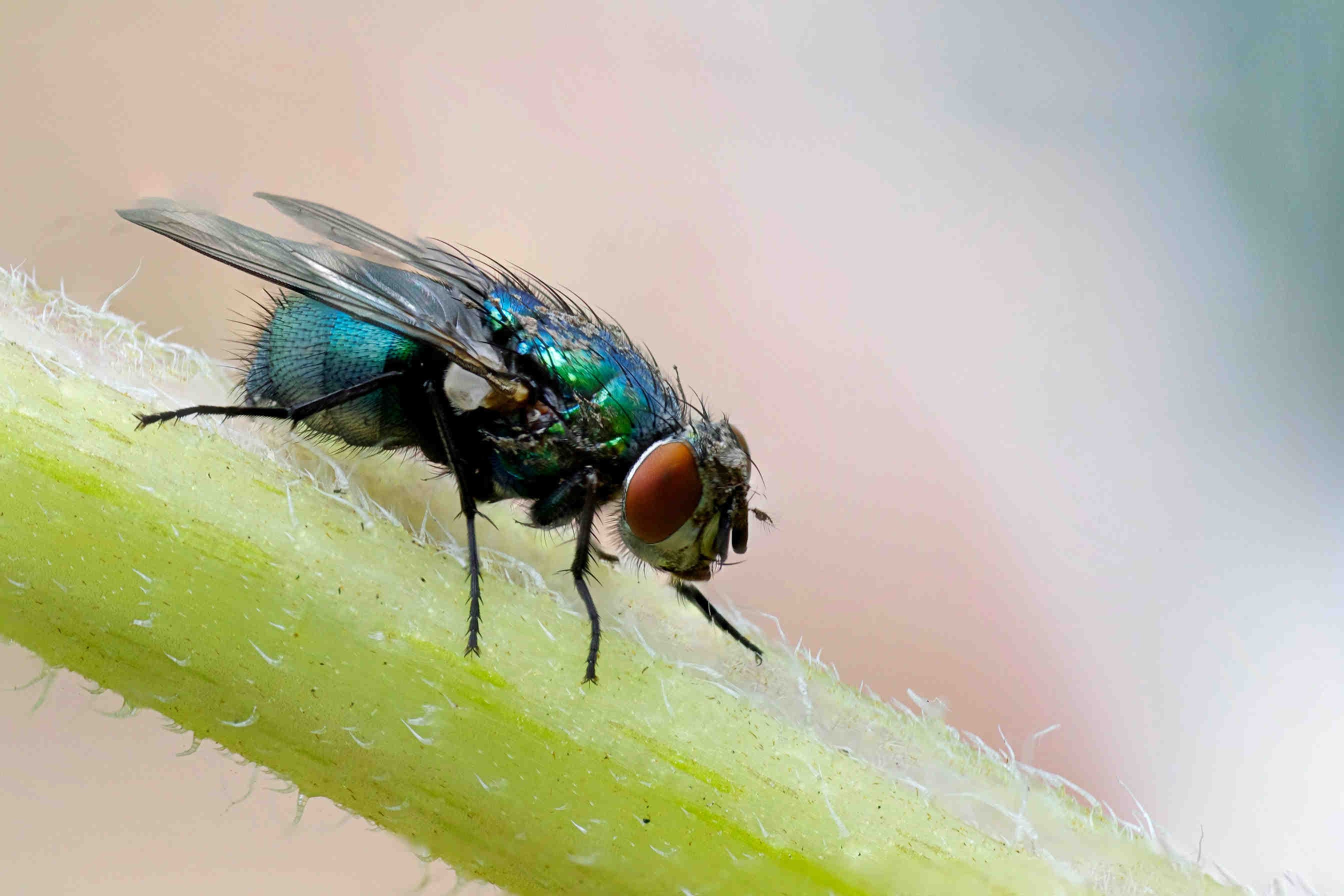 mosca