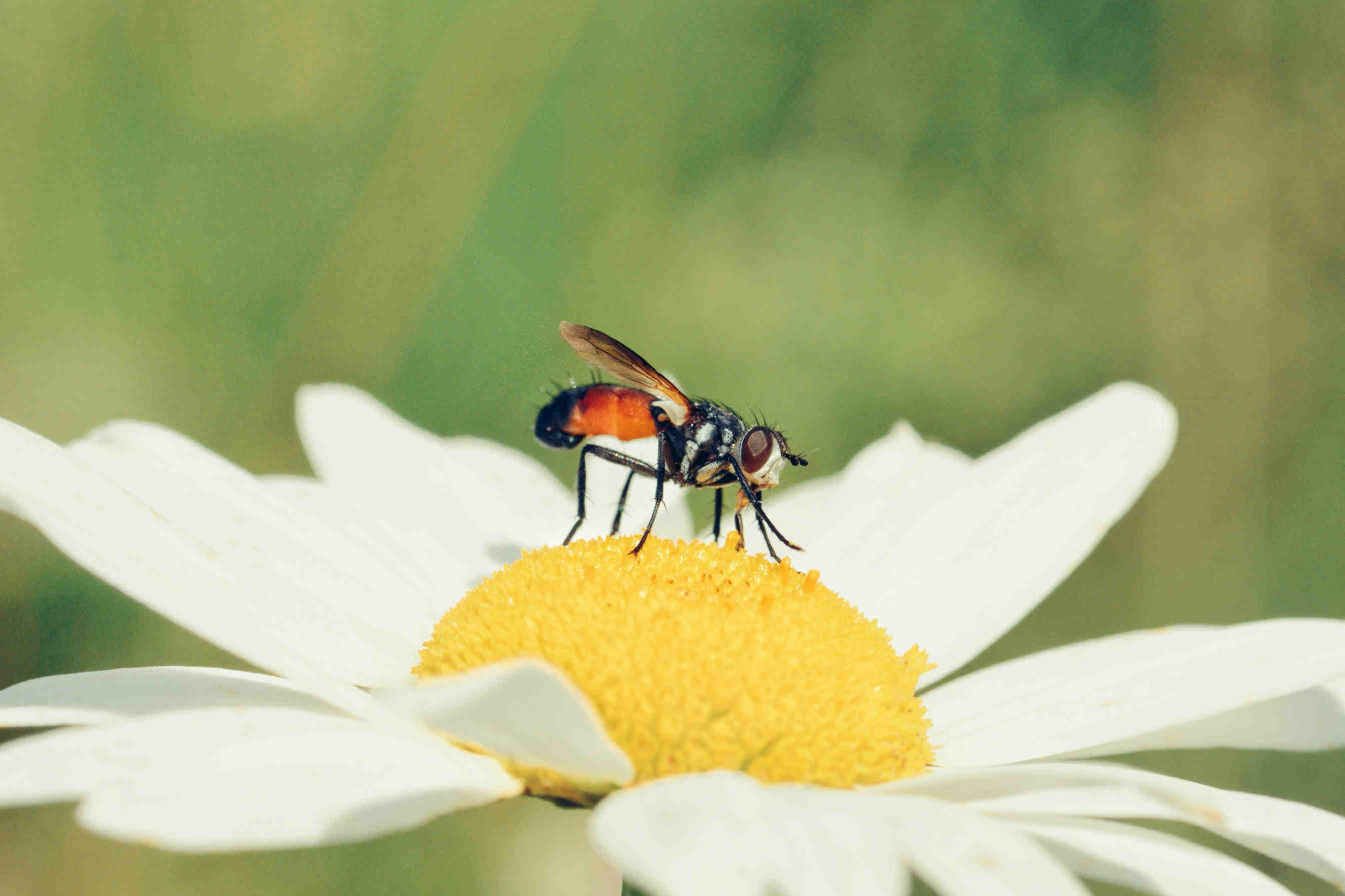 mosca_impollinatore