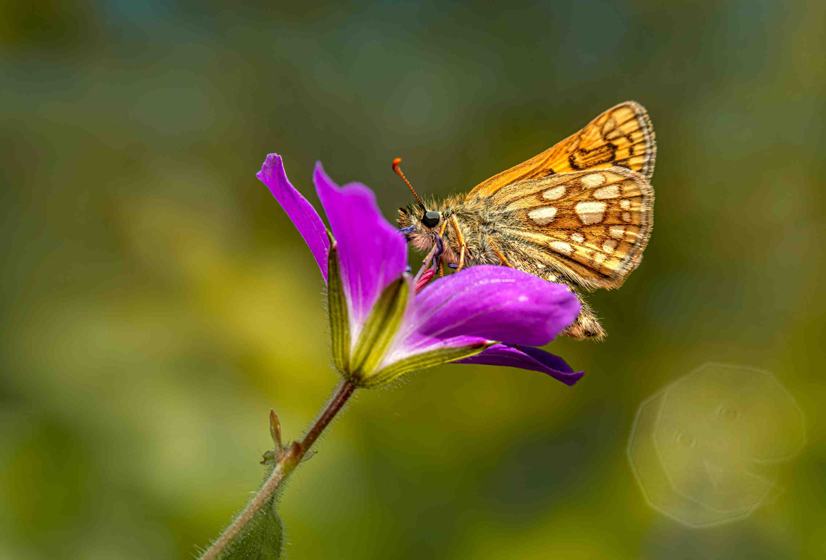 <i>Carterocephalus palaemon</i>, una reintroduzione di successo