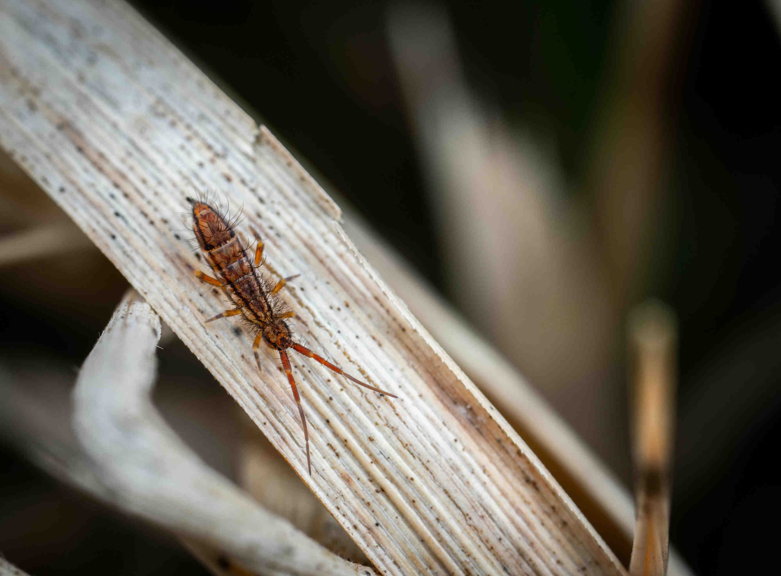 Collembola