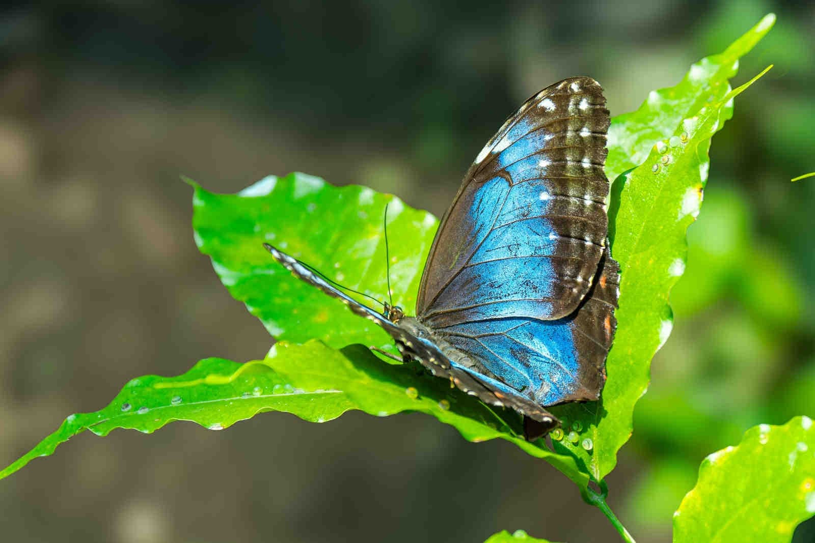 Crediti di biodiversità: come vengono generati