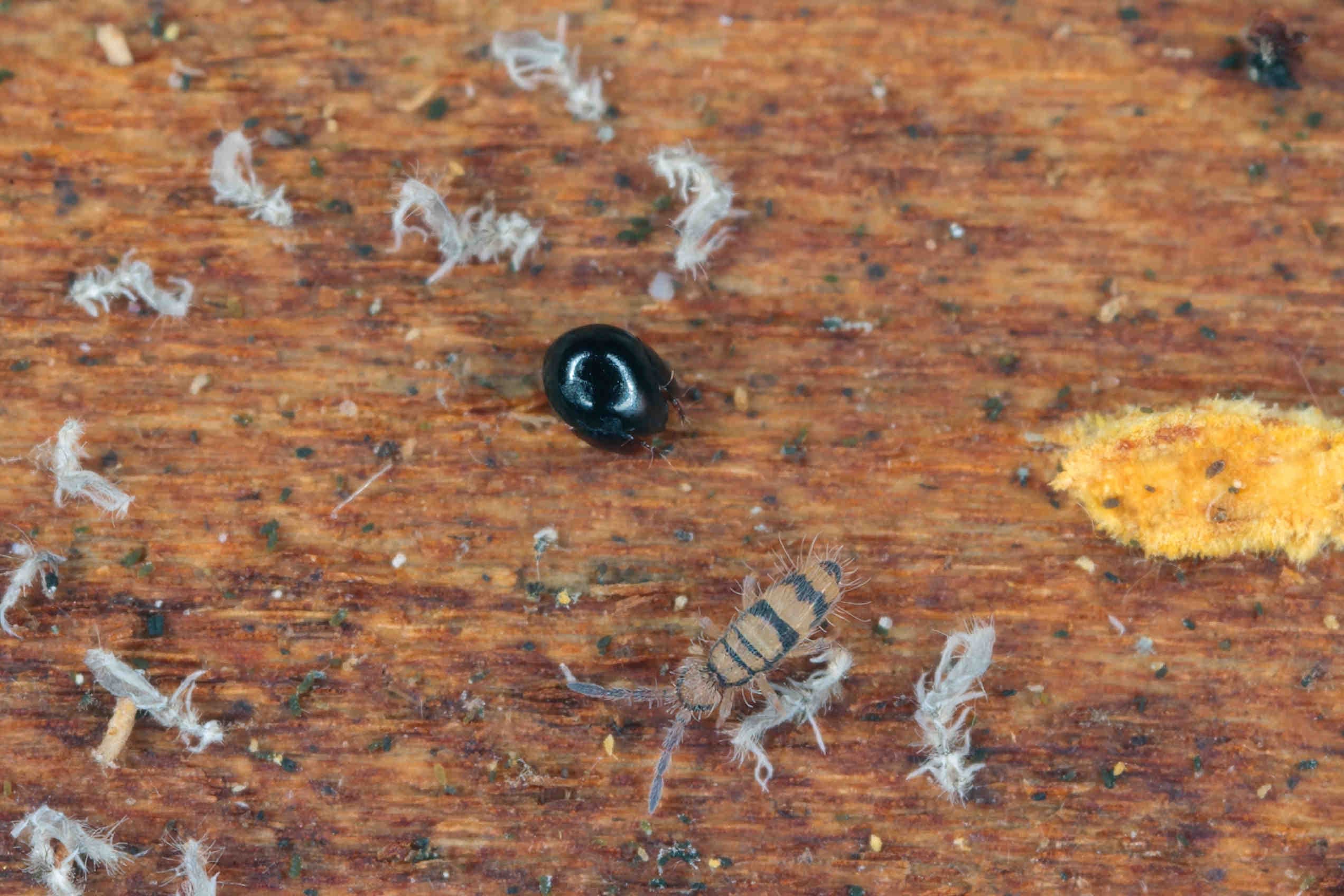 acaro_collembolo