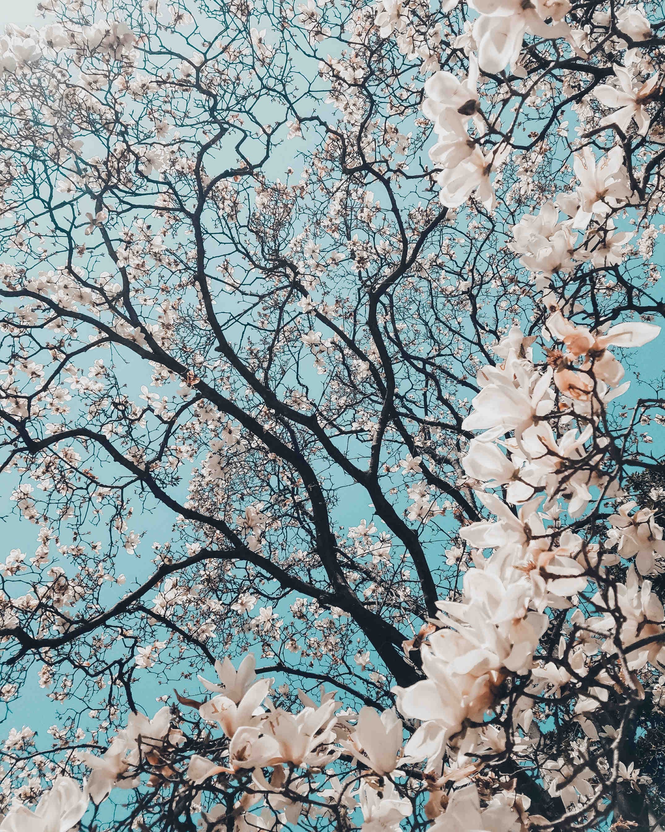 Per gli amanti di piante e fiori