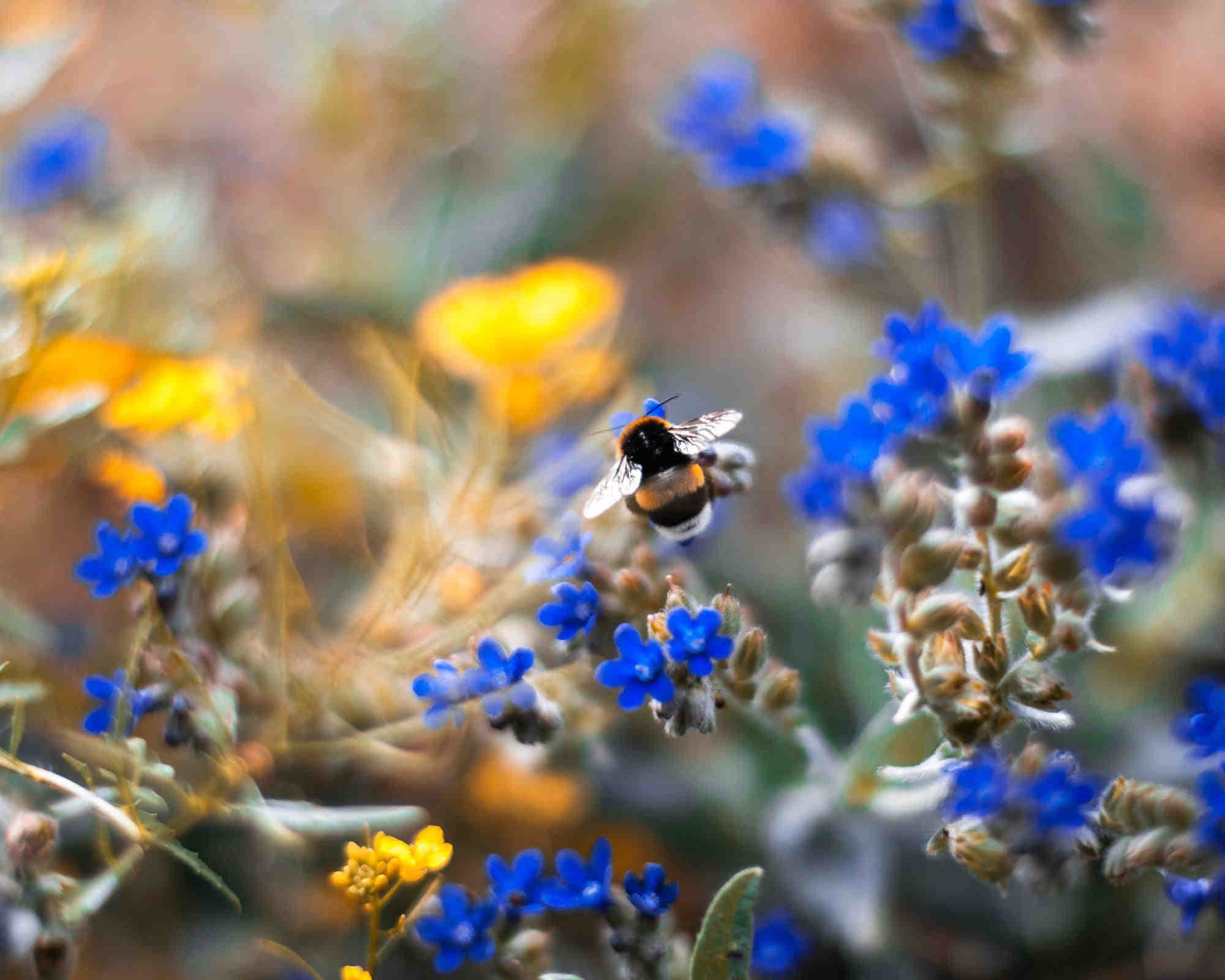 Marienkäfer schützen und fördern 3Bee