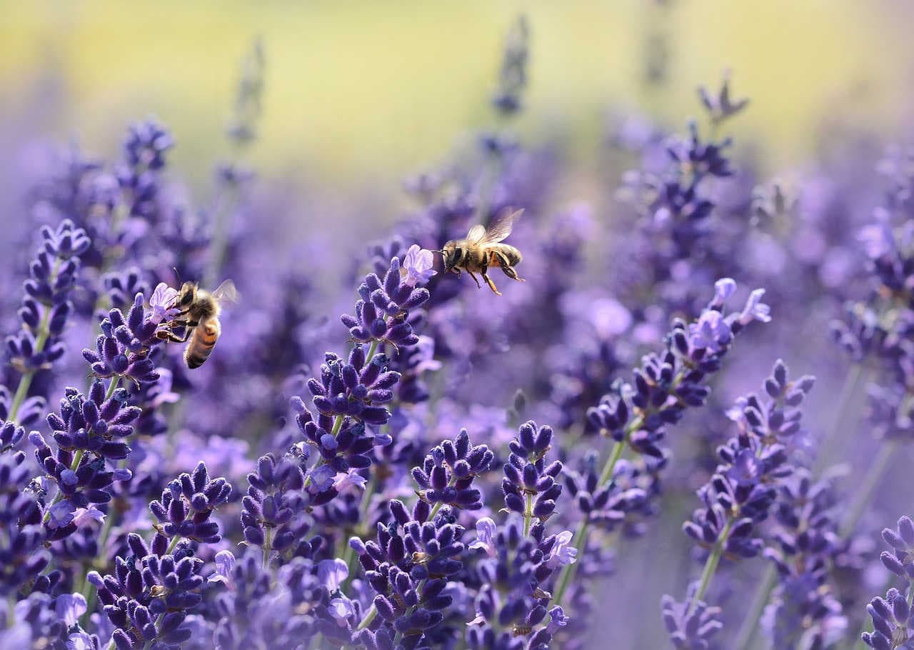 api biodiversità