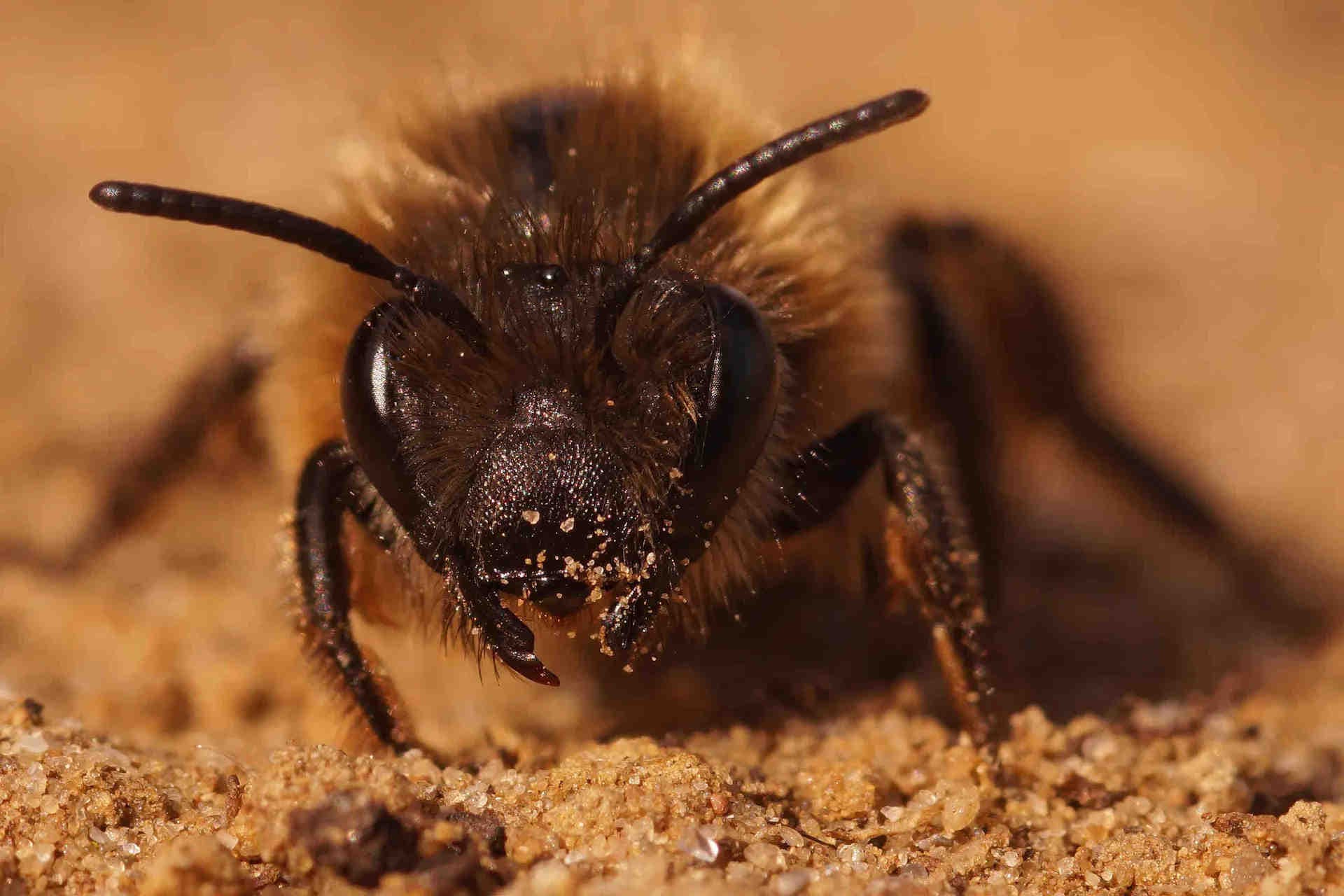 Curiosités sur les abeilles sauvages : Abeilles terricoles