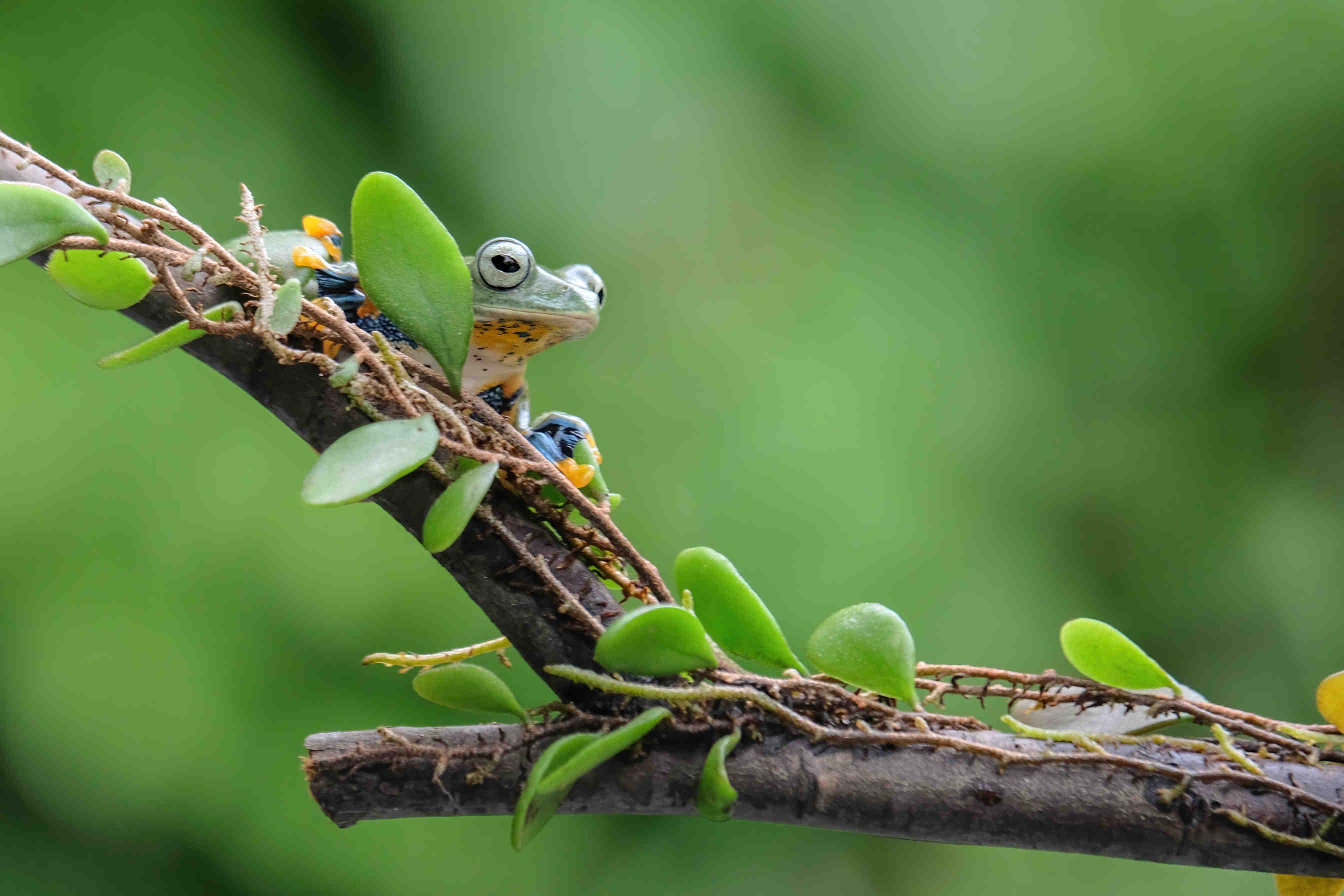 rana biodiversità
