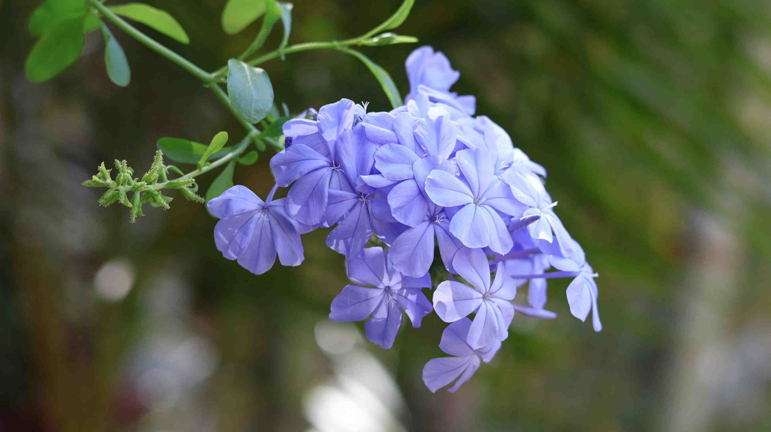 3bee-blog-plumbago-differenze-ecologiche-essenziali