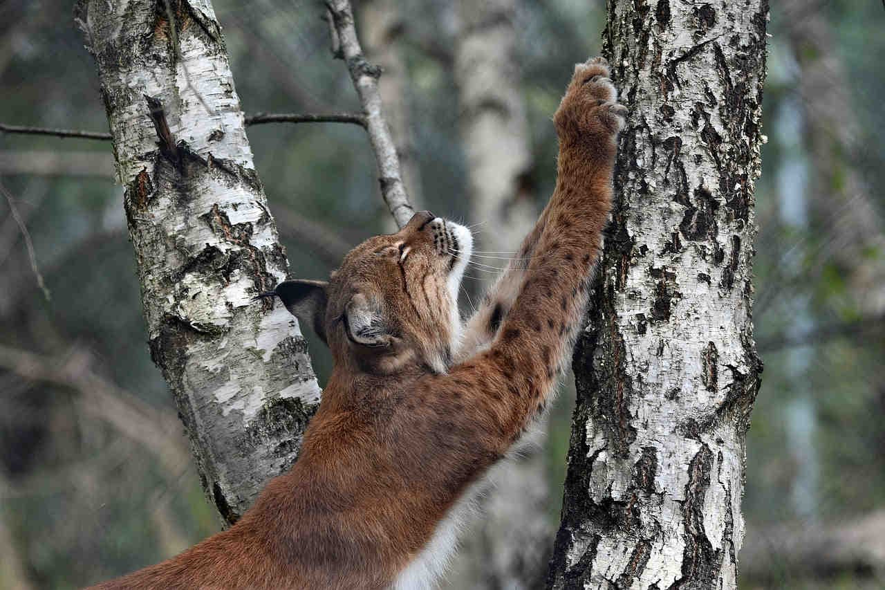popolazioni italiane di lince