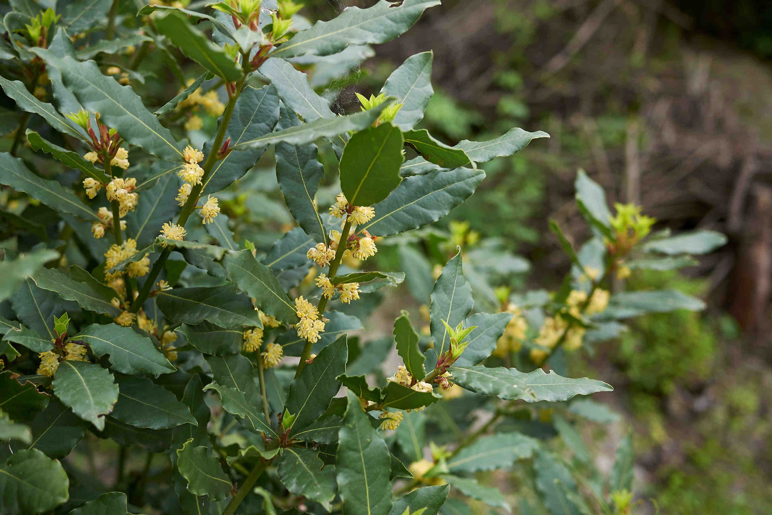 alloro