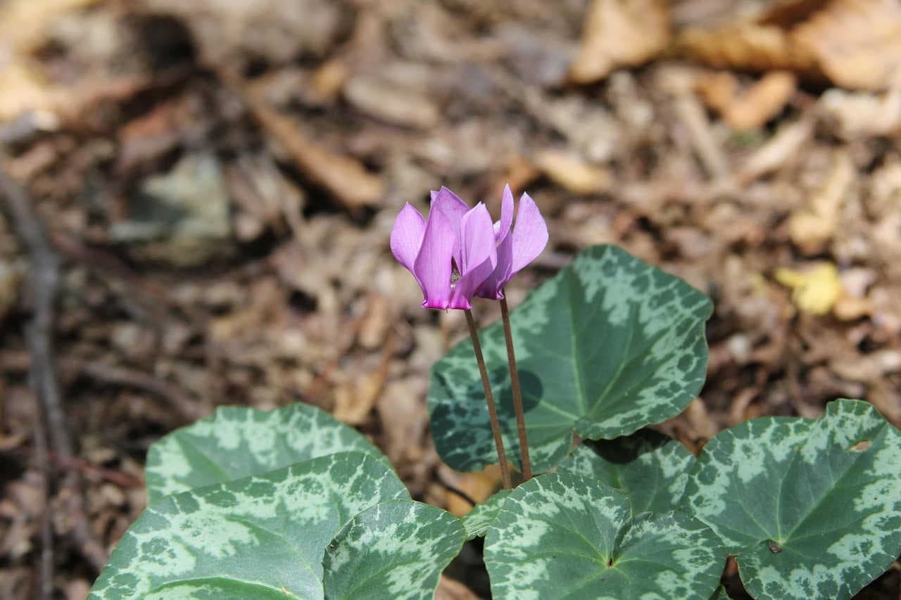 ciclamino