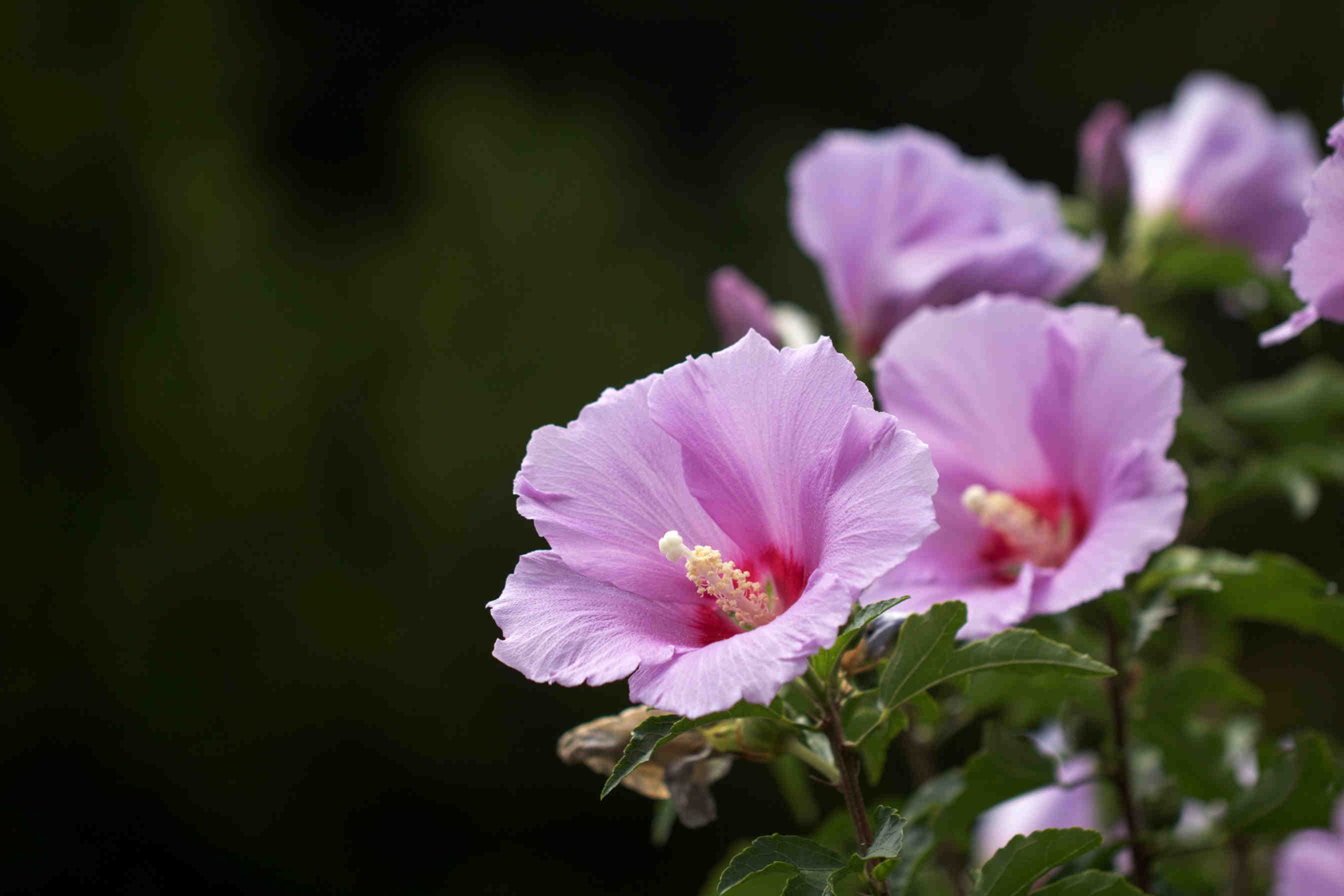 Syrischer Hibiskus: eine Zierpflanze mit tausend Tugenden