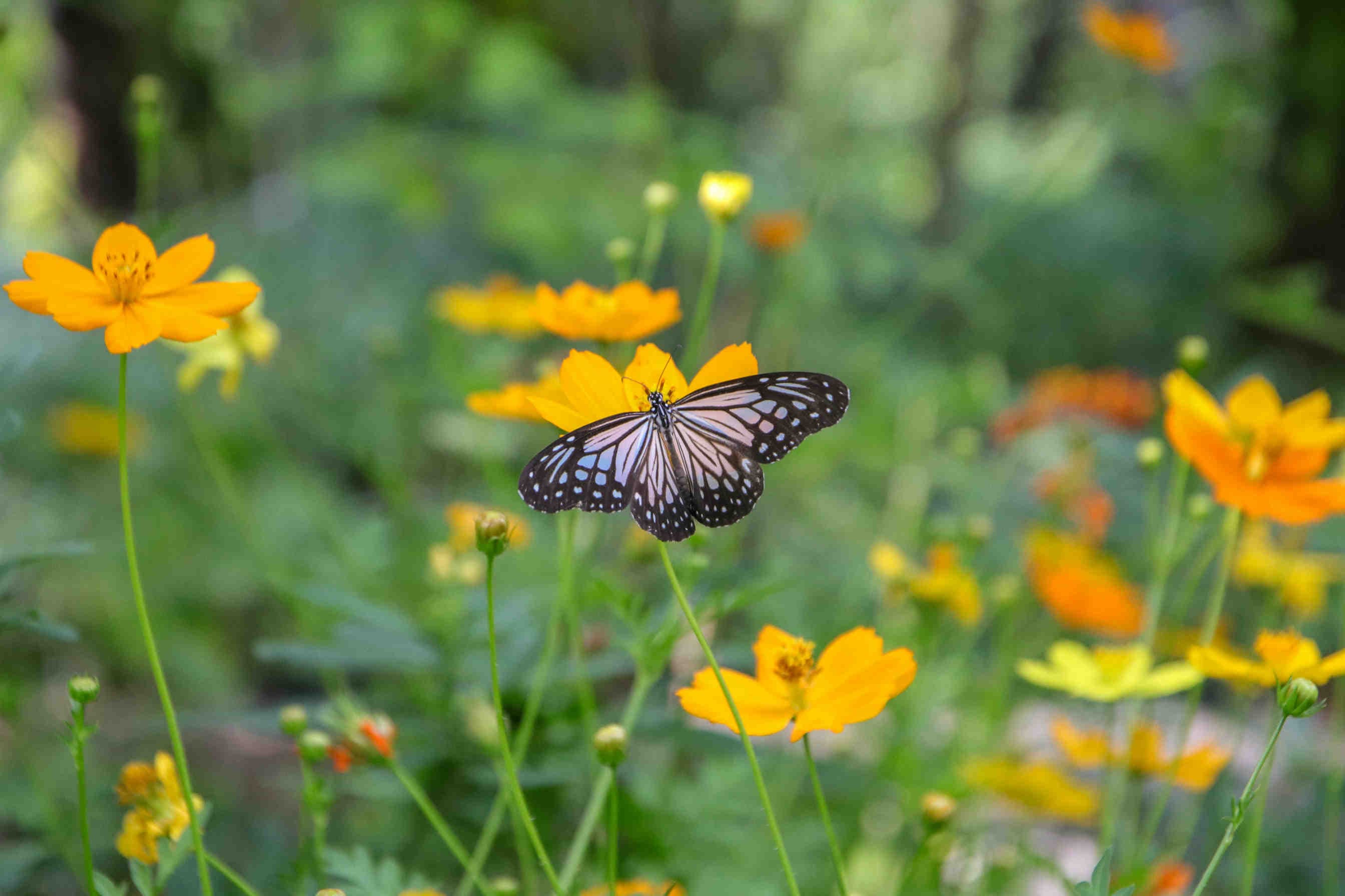 farfalla natura