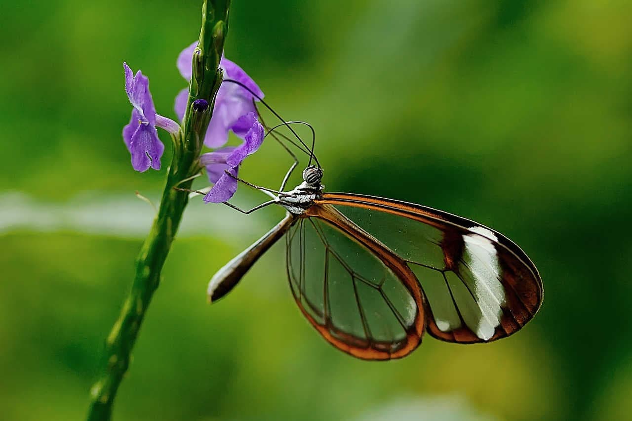Biodiversity: What It Is and How It Affects Business