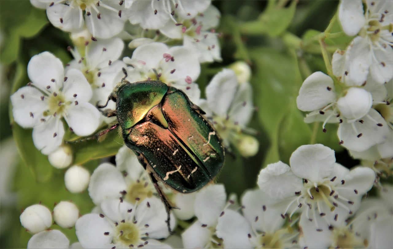 Cetonia_aurata