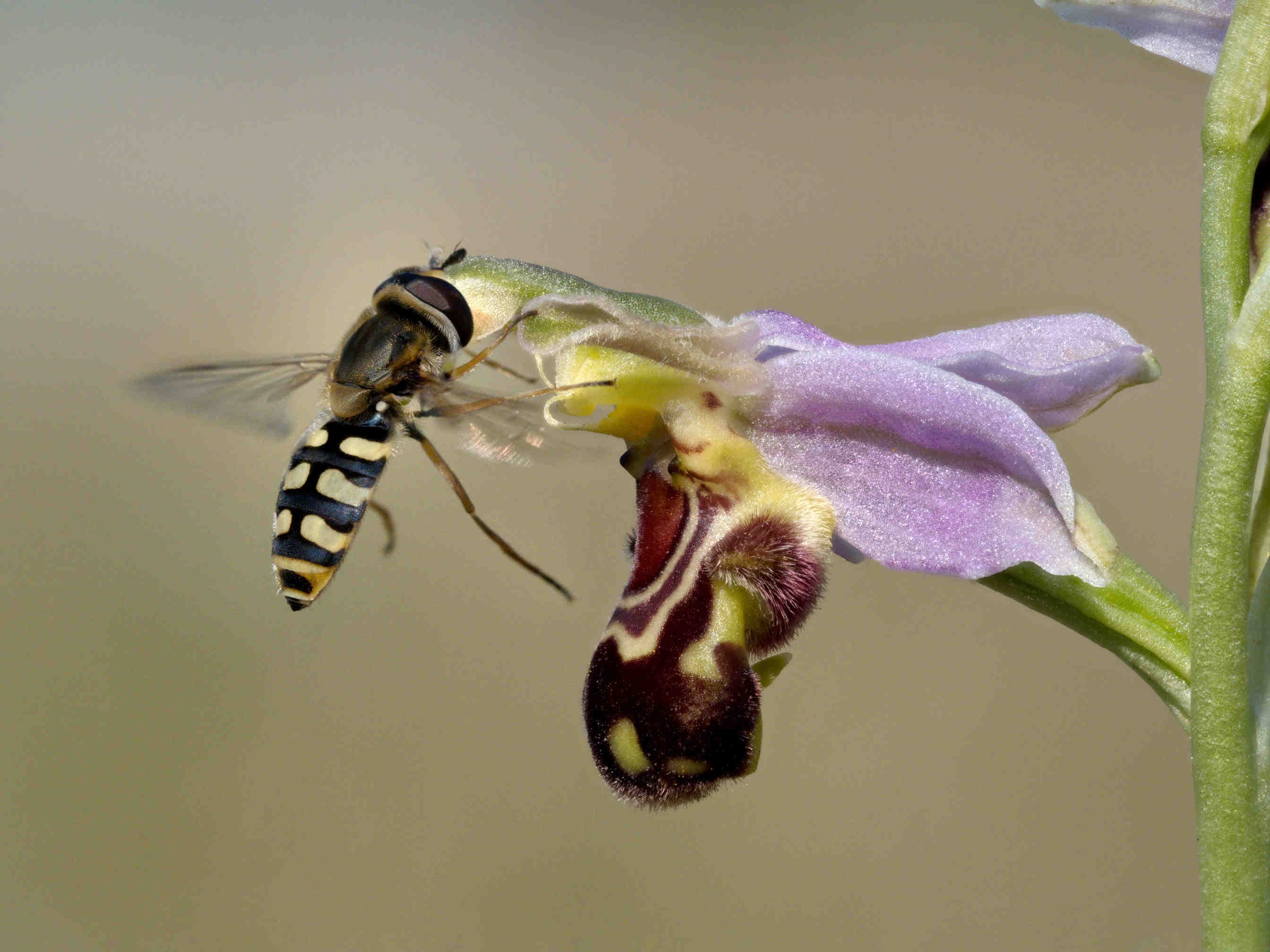 biodiversità