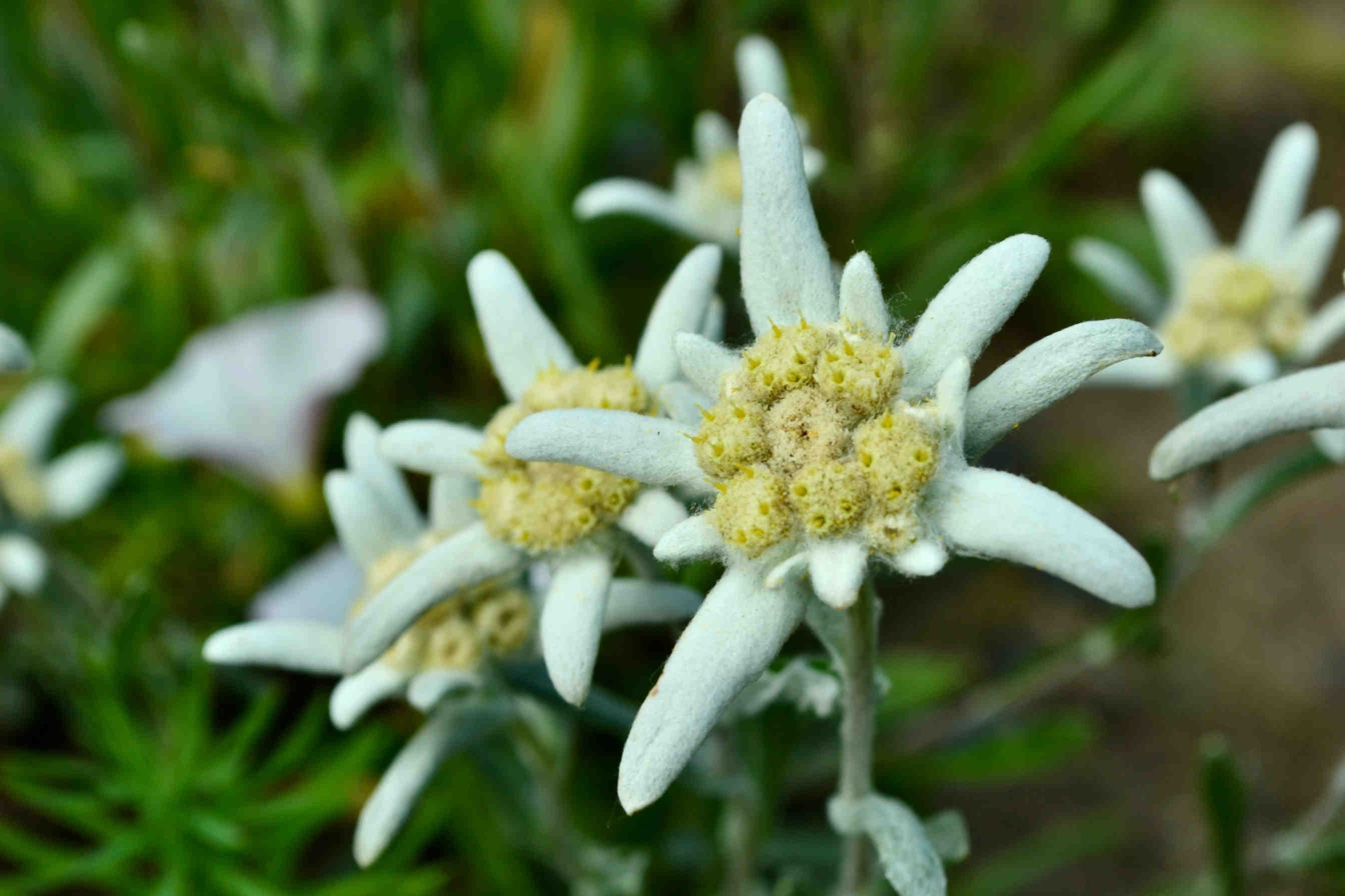Stella alpina: come la biodiversità crea valore per le aziende