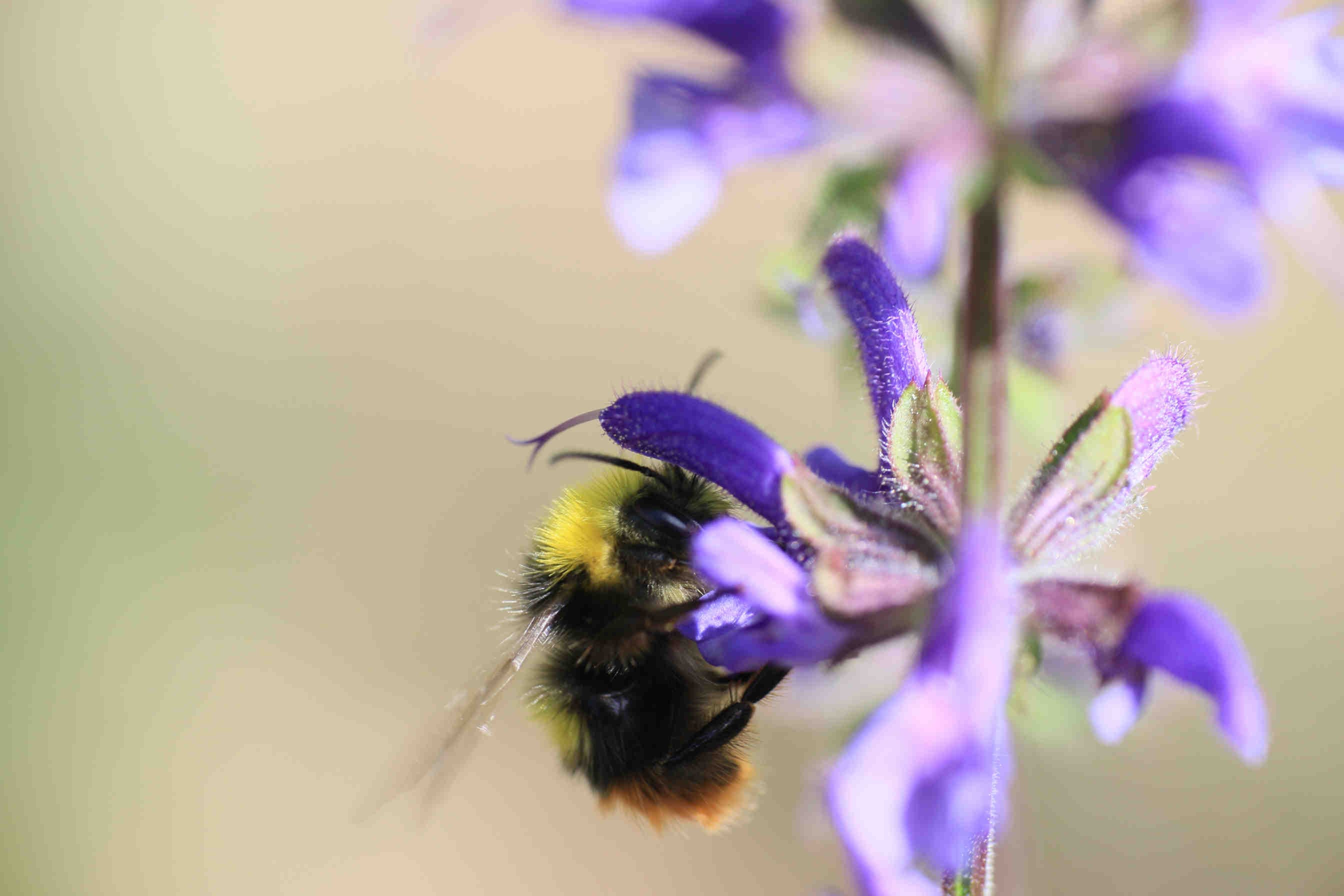 menaces bombus