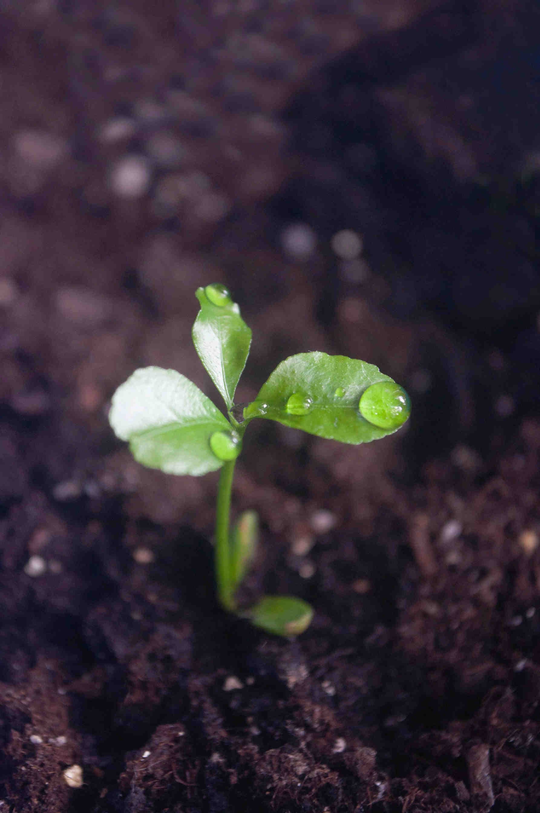 3bee-blog-il-tema-2025-healthy-soils-for-healthy-cities
