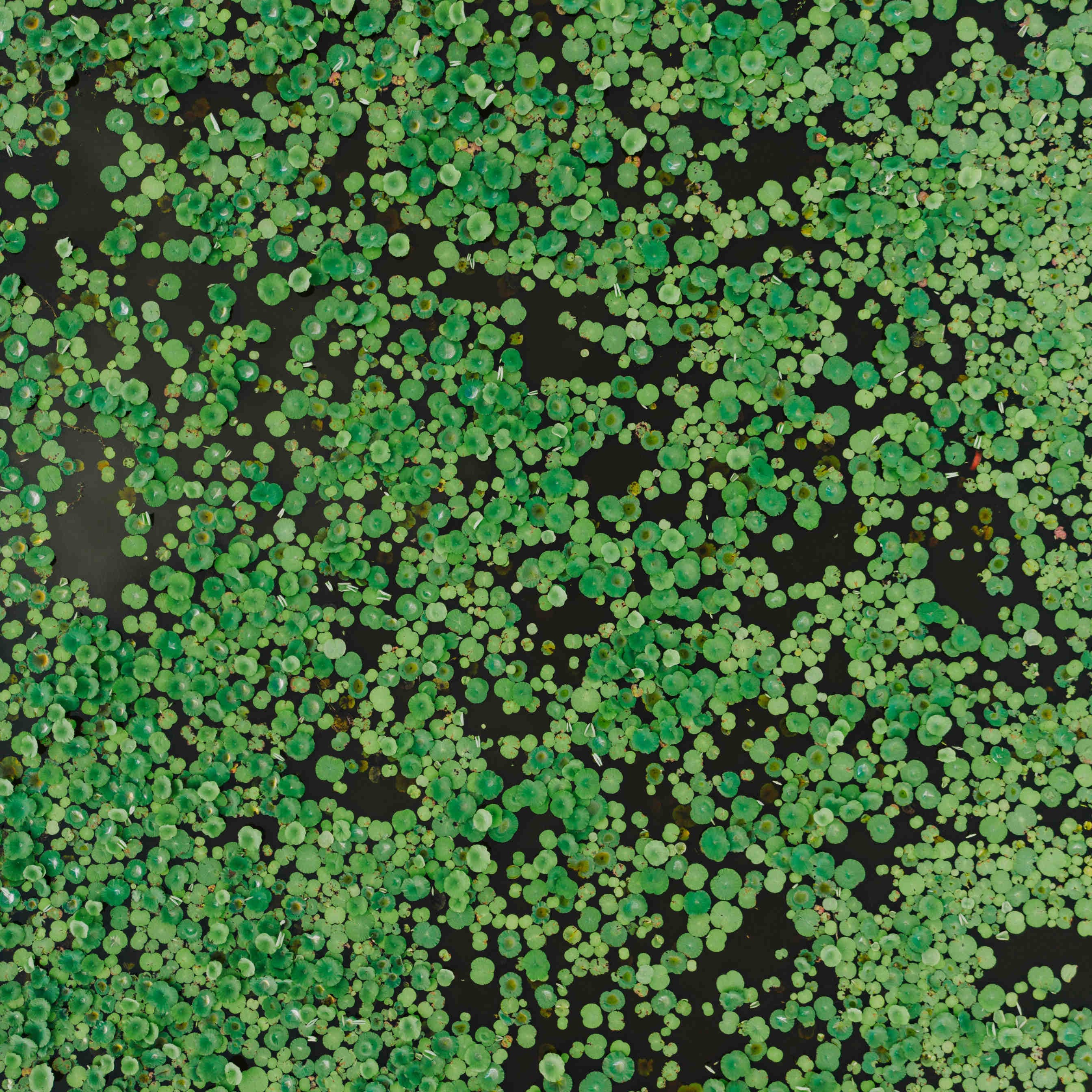 lenticchia d'acqua