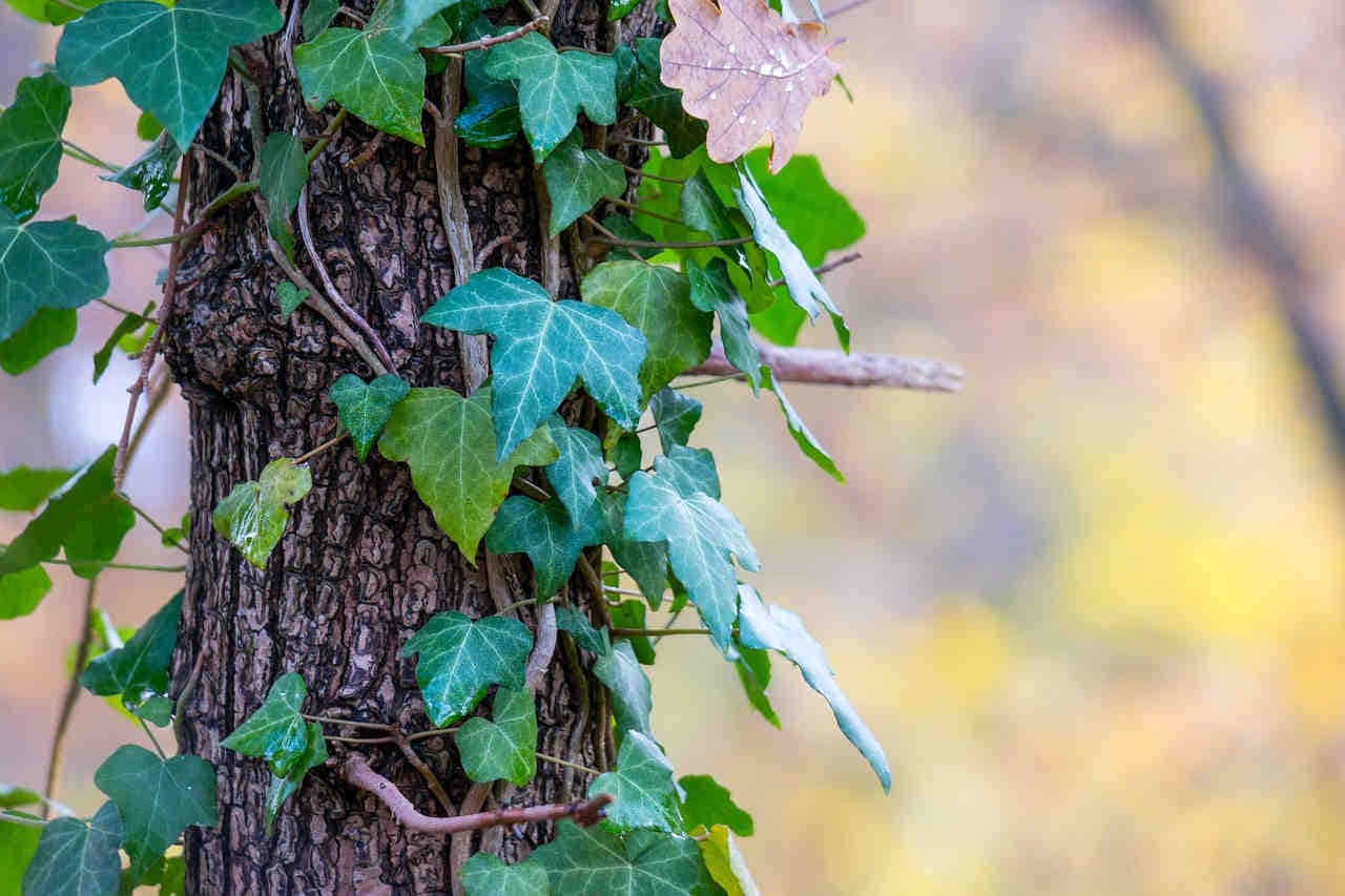 edera su albero