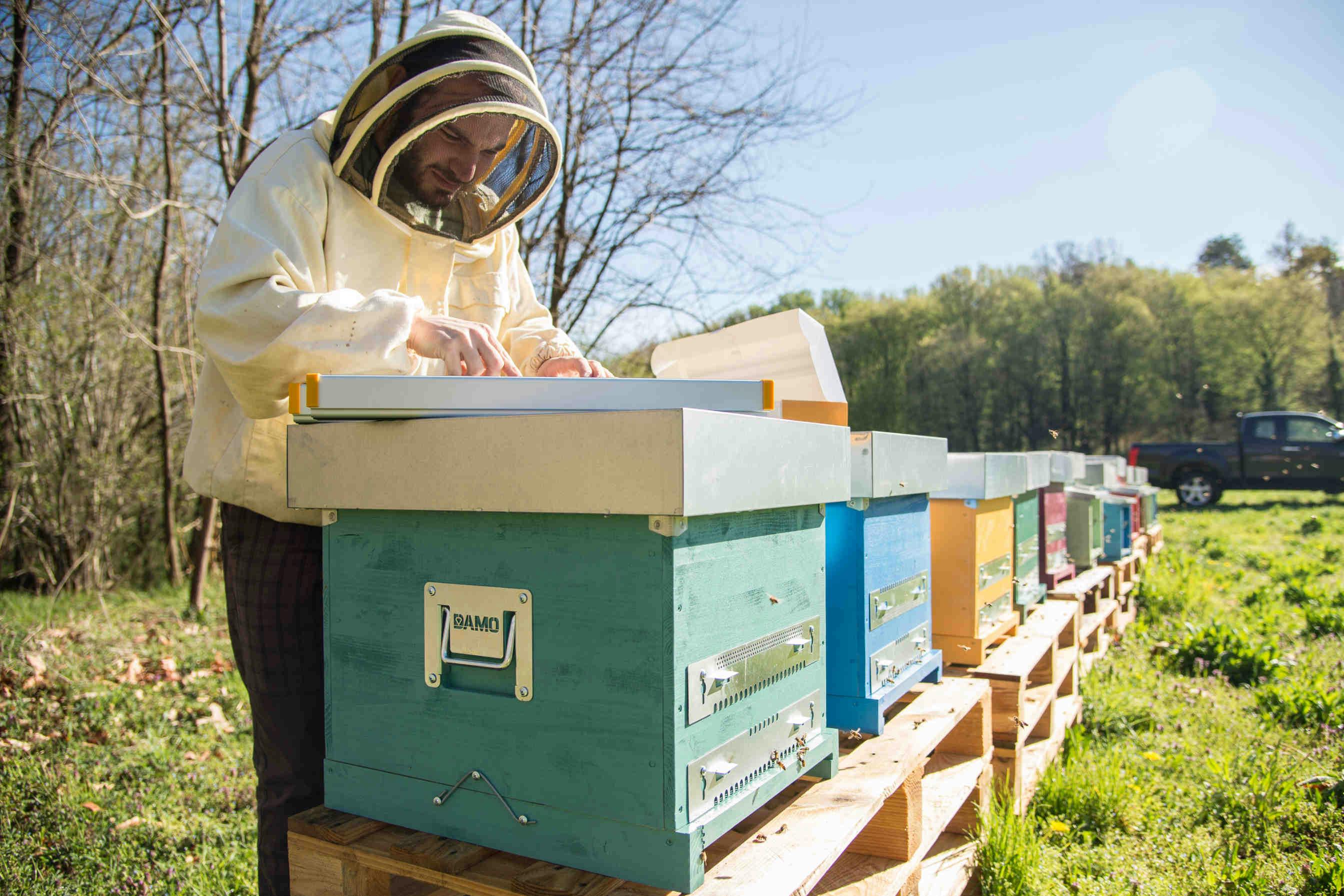 7. Come si monitora lo stato di salute delle api?