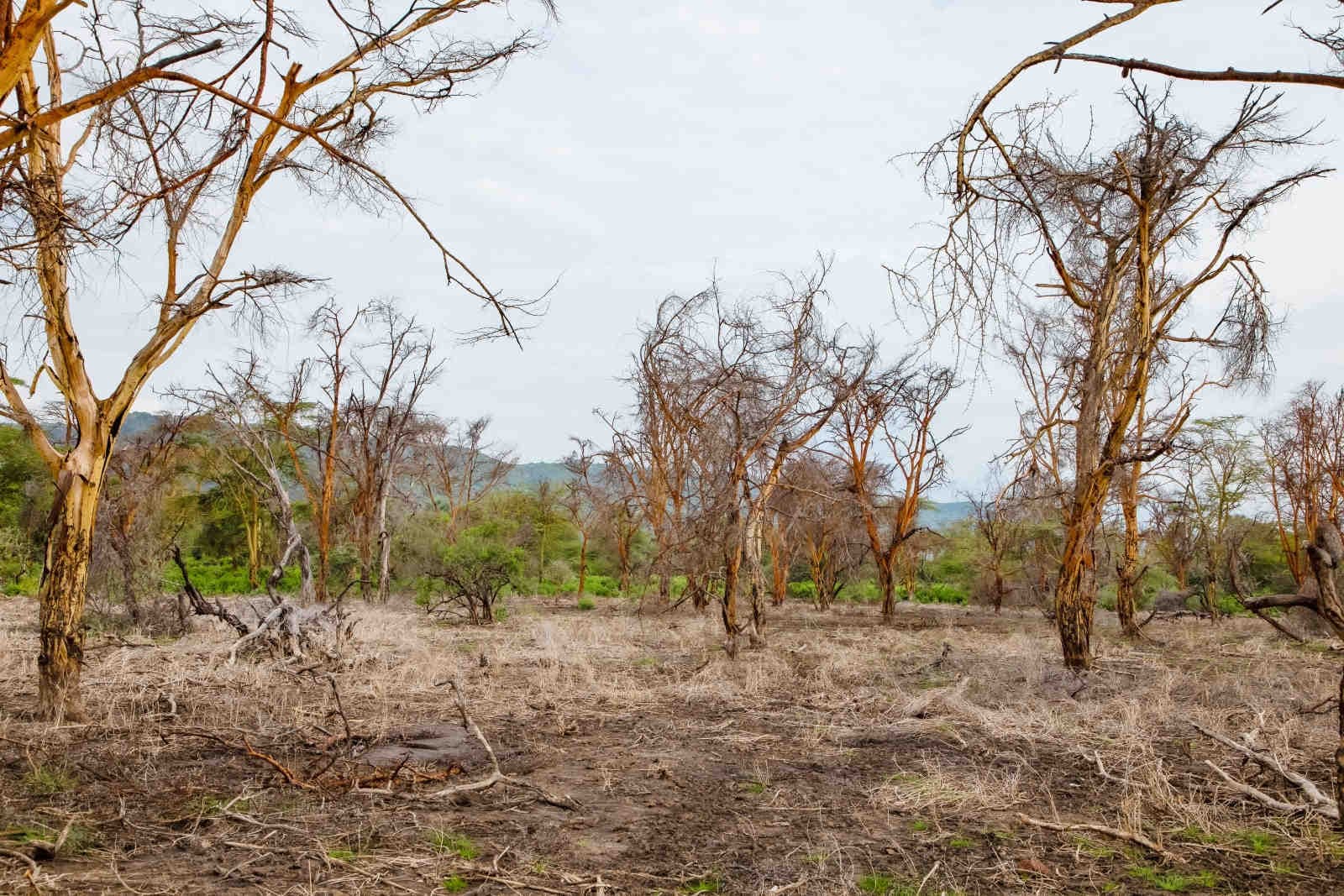 cambiamento climatico
