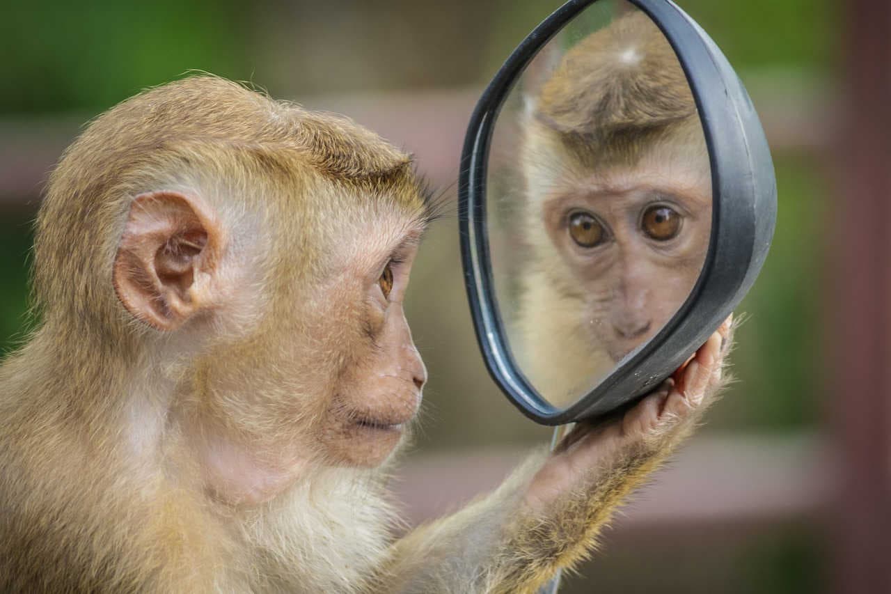 Intelligenza animale: un viaggio tra diverse menti