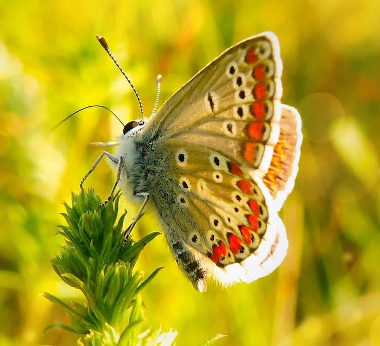 Impollinatori