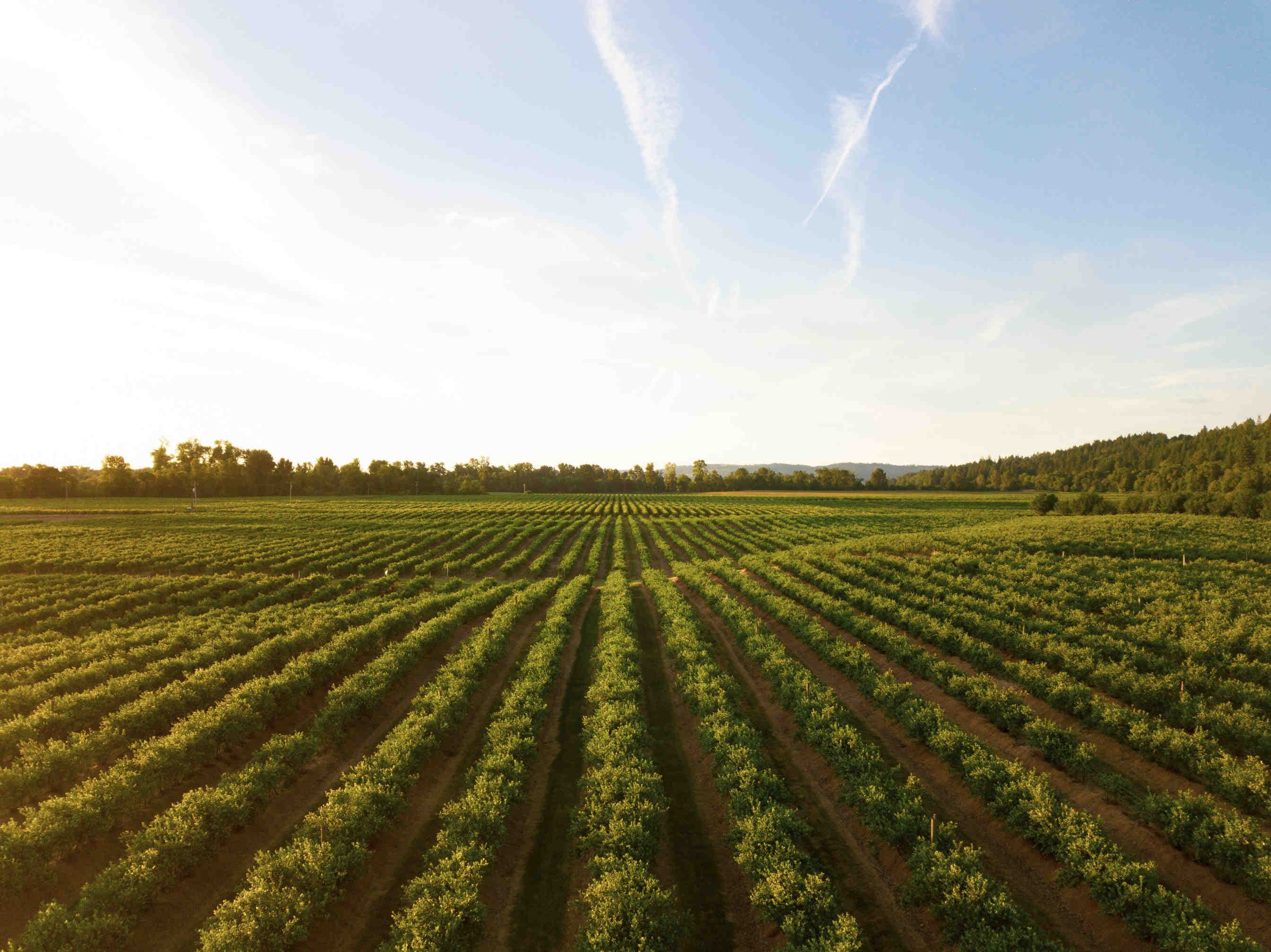 campo agricoltura