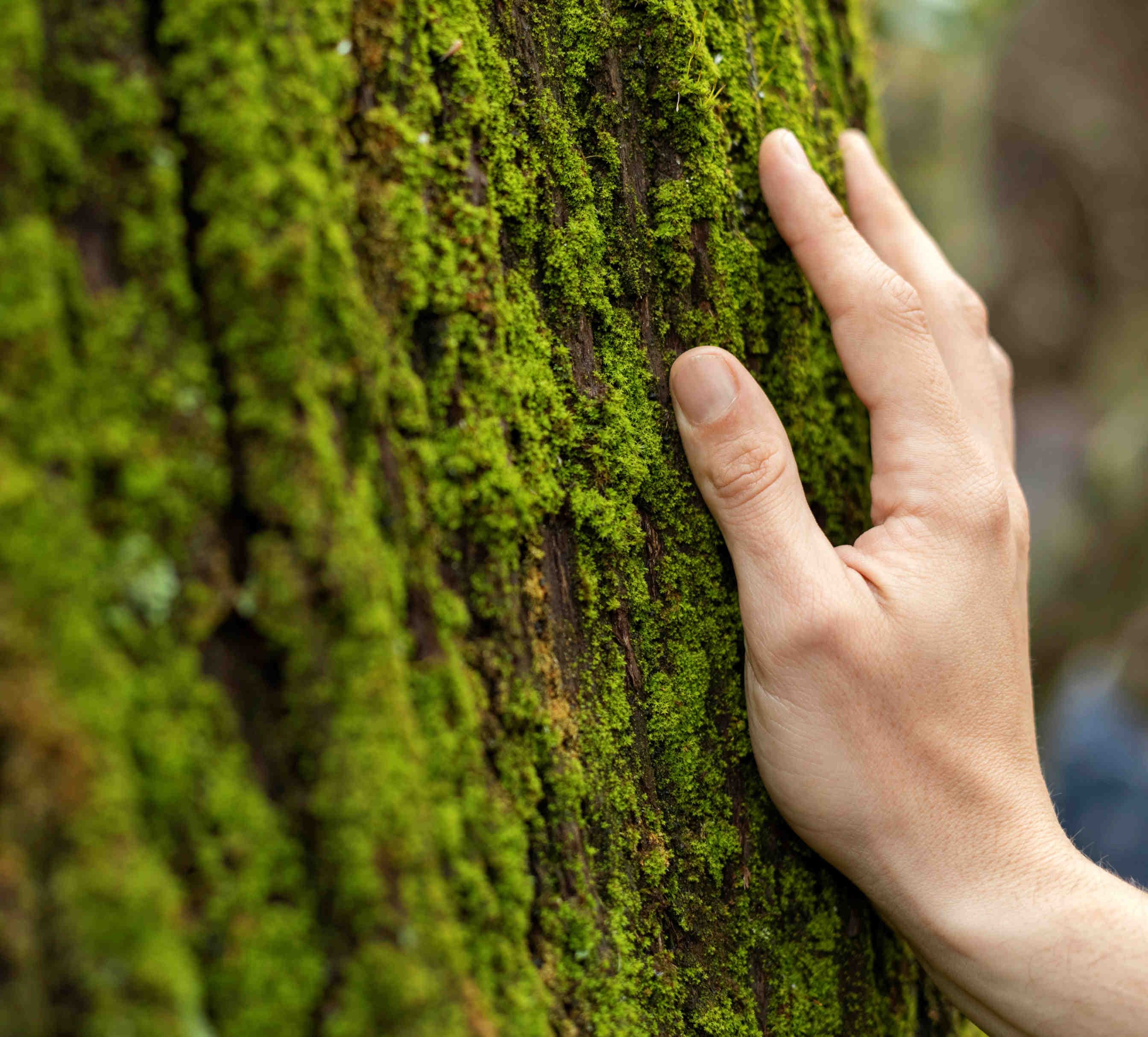 nature restoration law