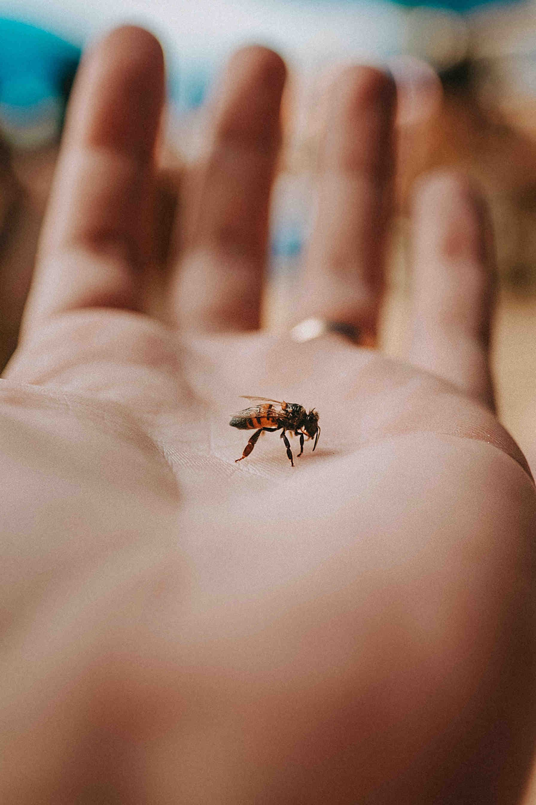 3Bee unterstützt das Naturwiederherstellungsgesetz