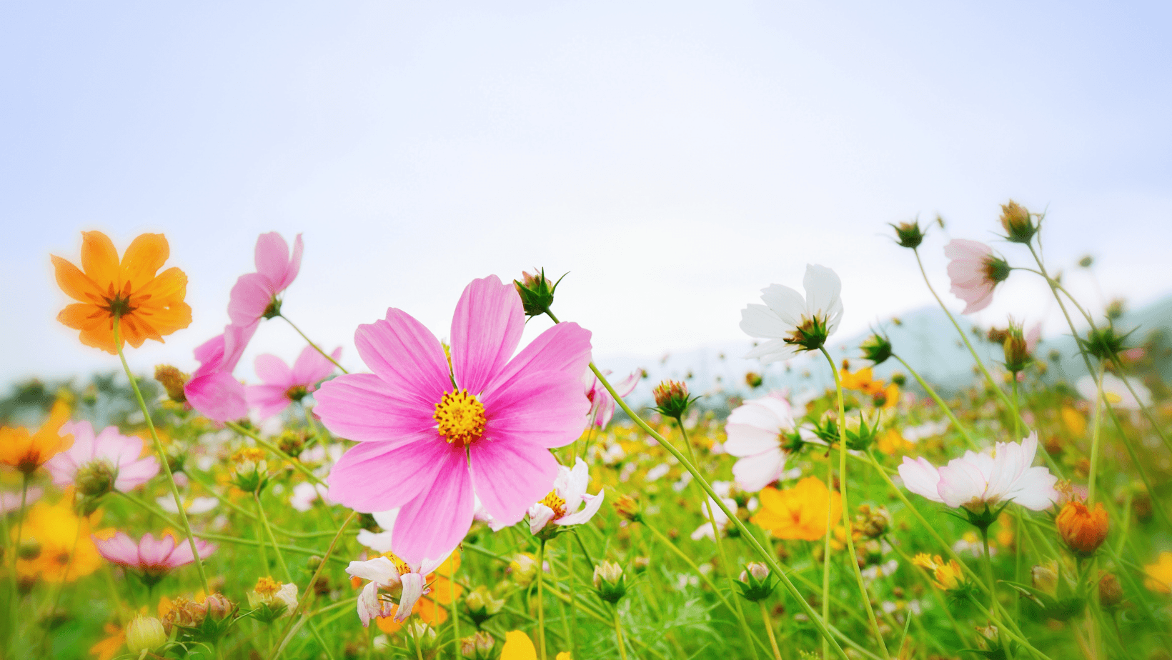 World Environment Day: how it comes about