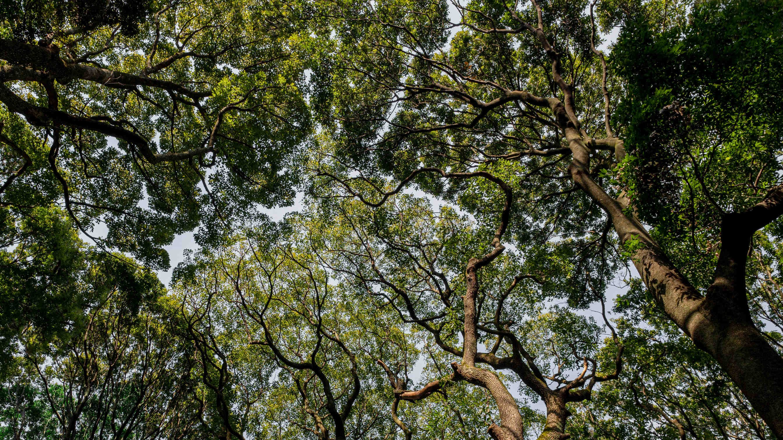 Crisi dei serbatoi di carbonio: la natura non riesce più ad assorbire CO2