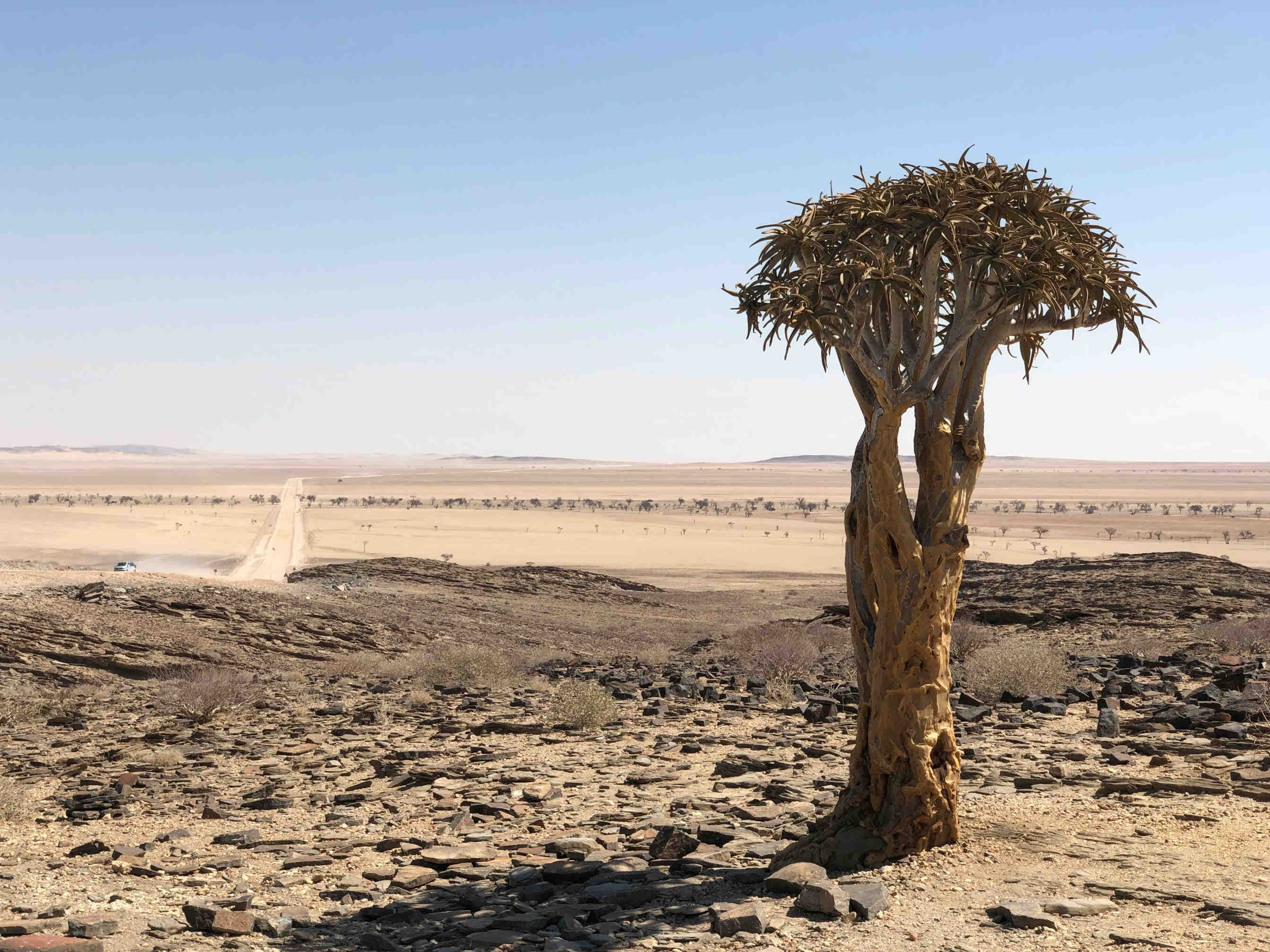 giornata mondiale per la lotta alla desertificazione e alla siccità