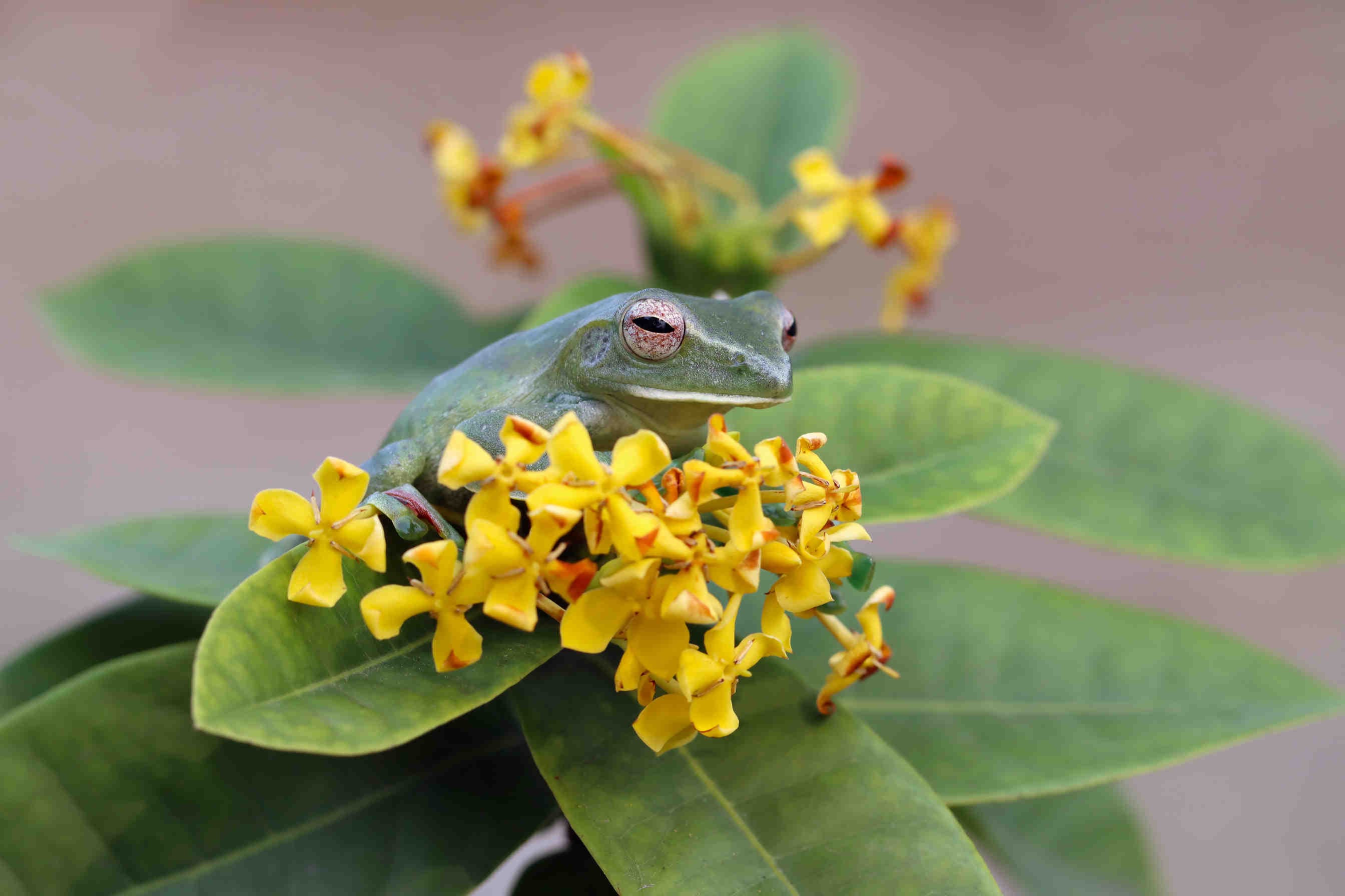 rana fiori
