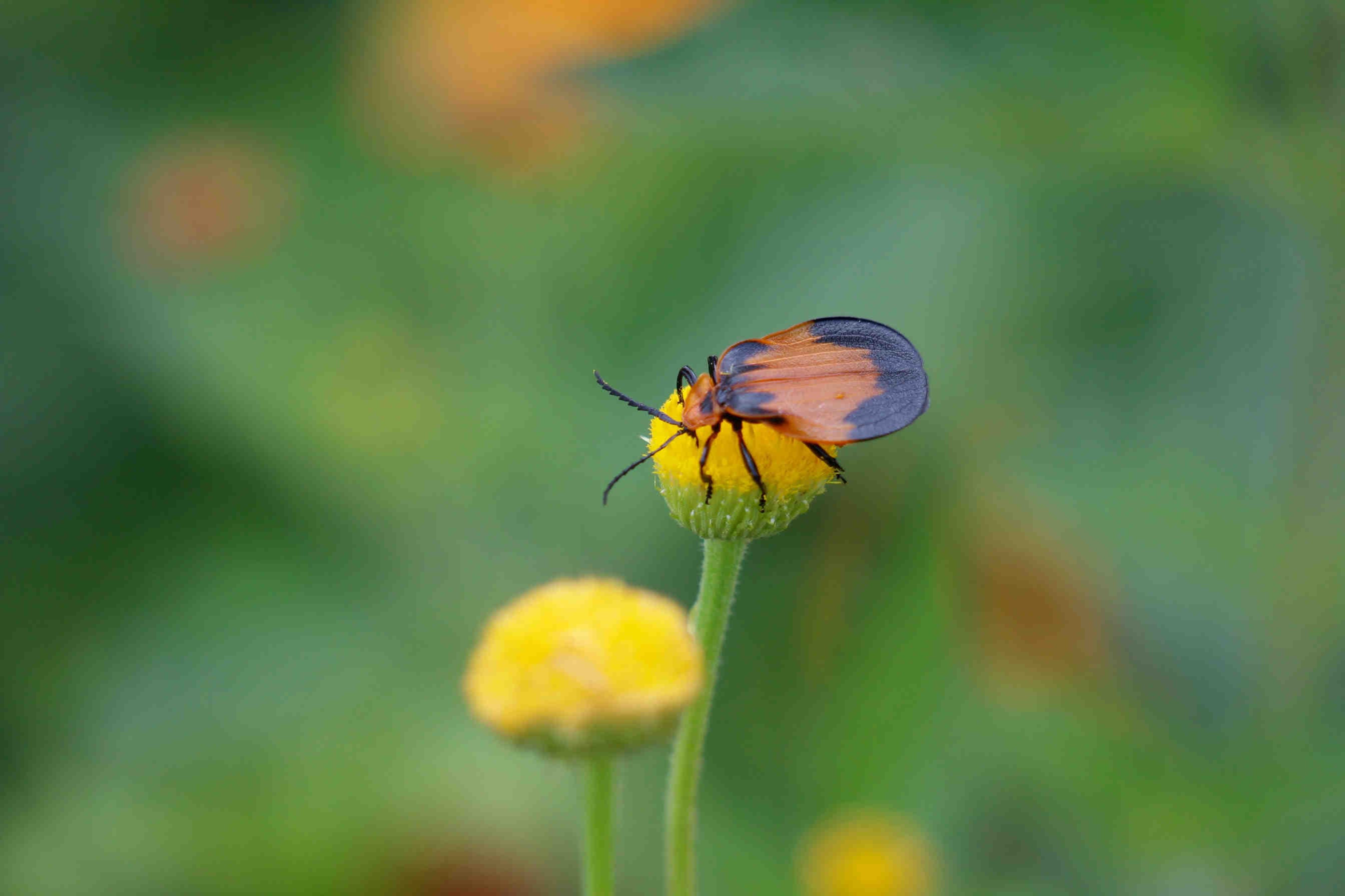 3bee-blog-LEED-habitat-protection-strategy