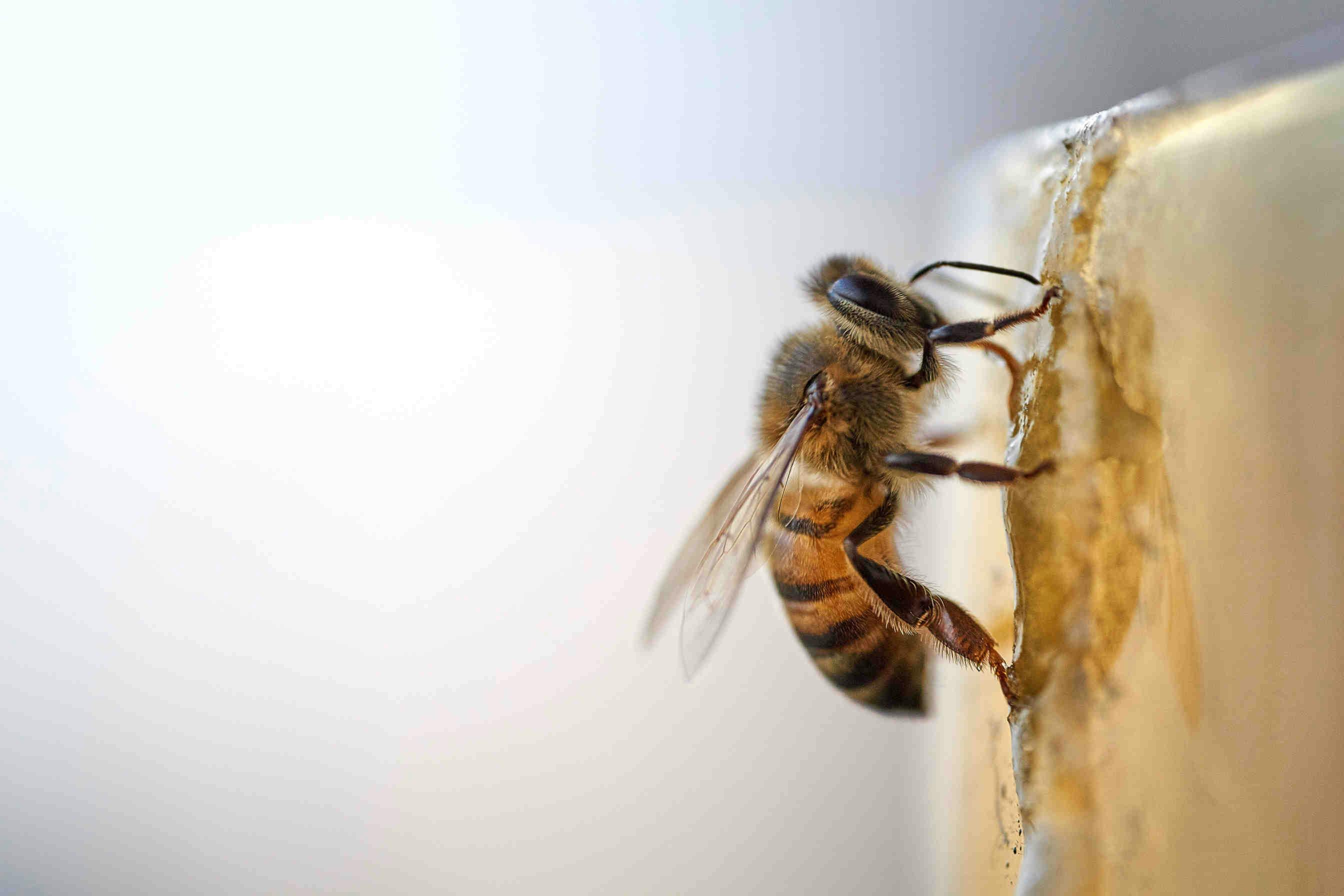 Bienenpate werden