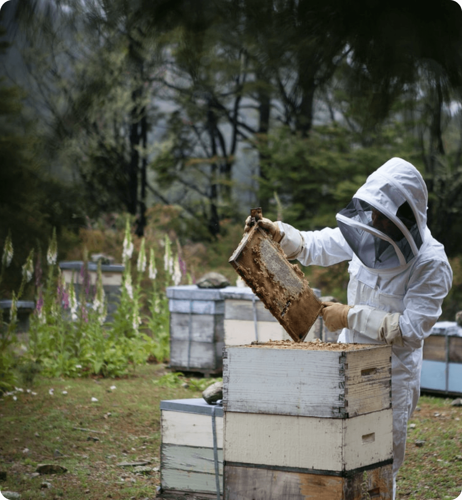 La balance Hive-Tech Arnie innovante