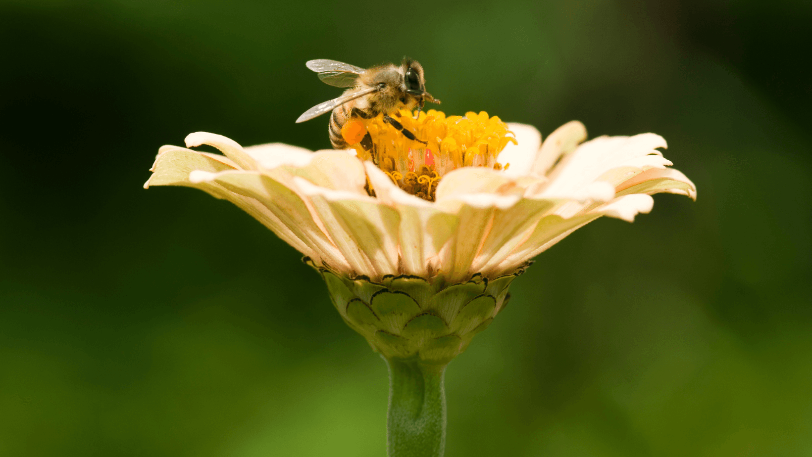 Le projet Carrefourx3Bee