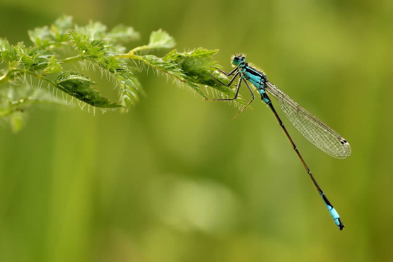 libellula