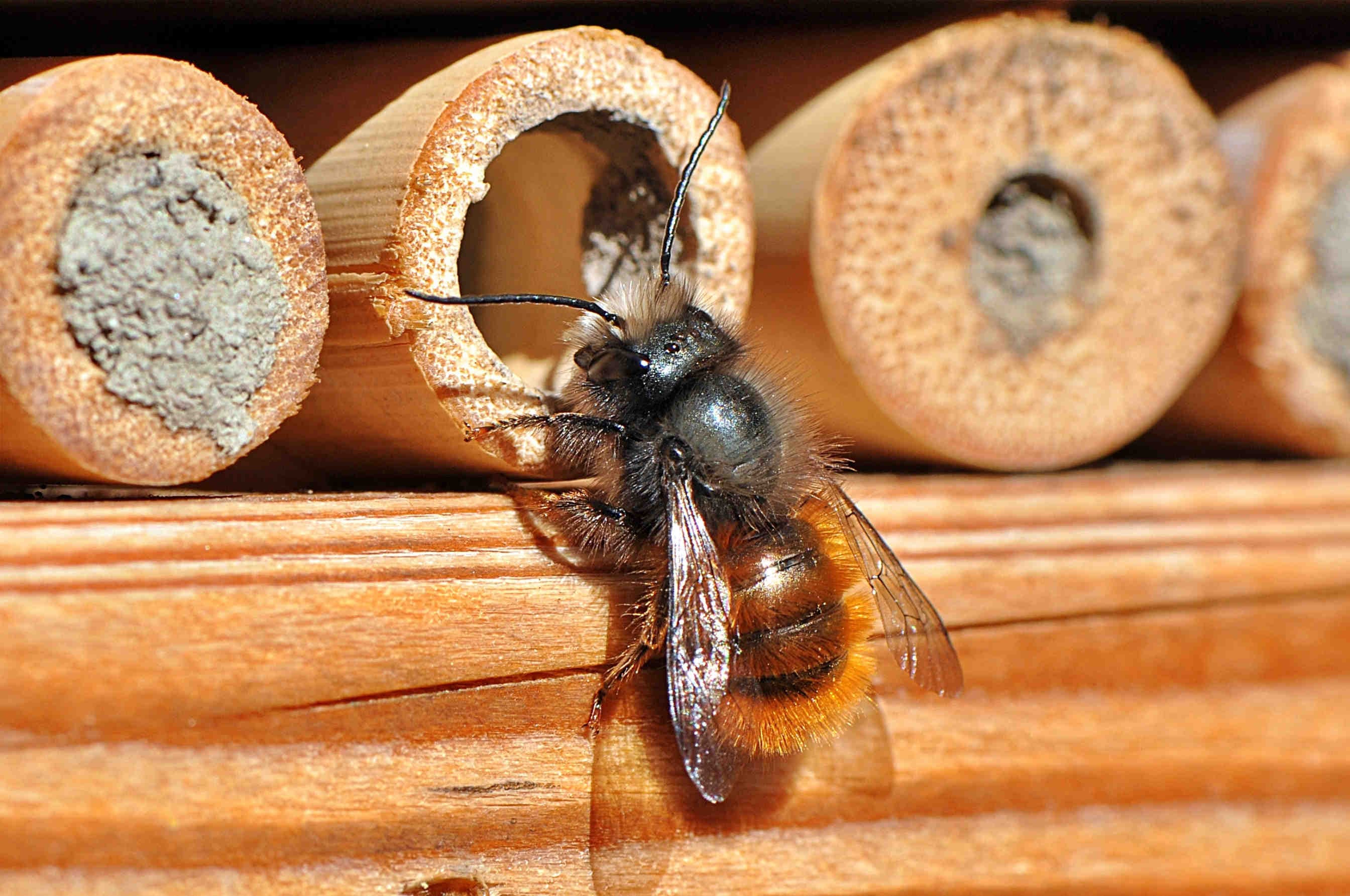 osmia