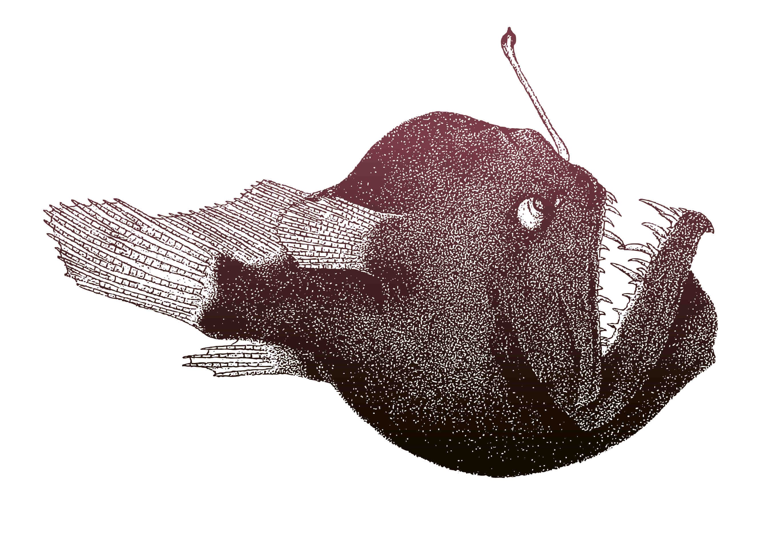 melanoceto pesce diavolo nero
